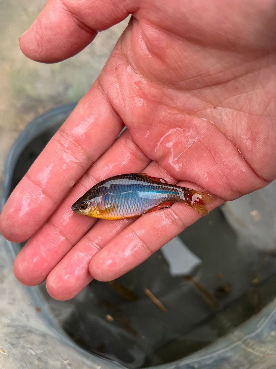 我野采过的鳑鲏 可以看看你的吗 图1 蓝石台鳑鲏 野采于安徽黄山 图2