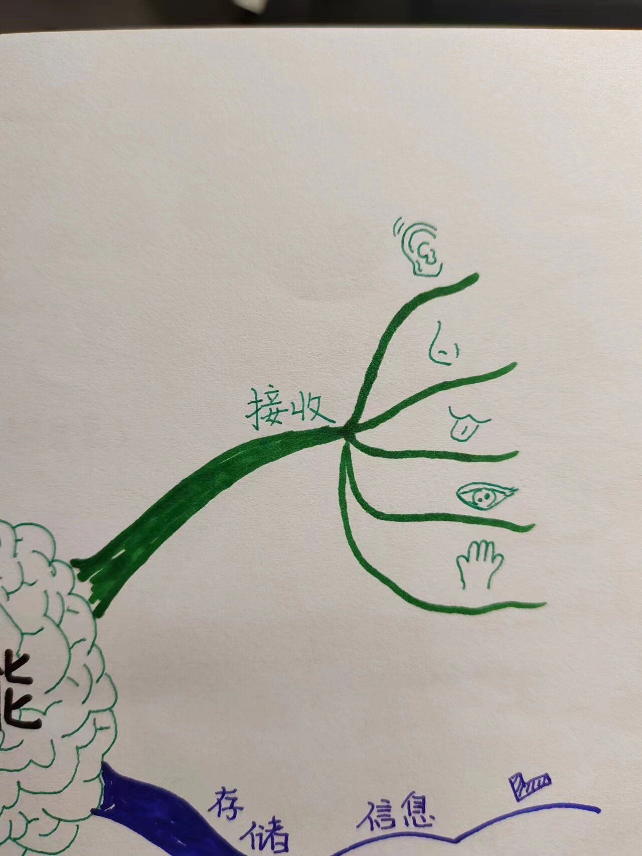 《大脑的功能》 思维导图图片版 让我们用思维导图全观大脑的功能吧!