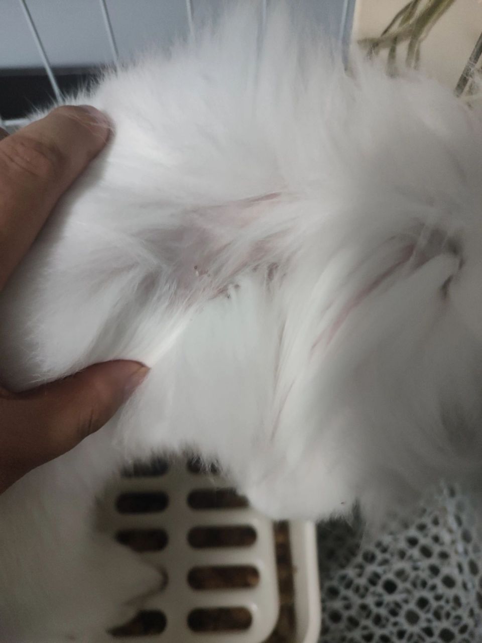 求助,兔子突然脱毛,秃了 有谁知道这是怎么了,可以