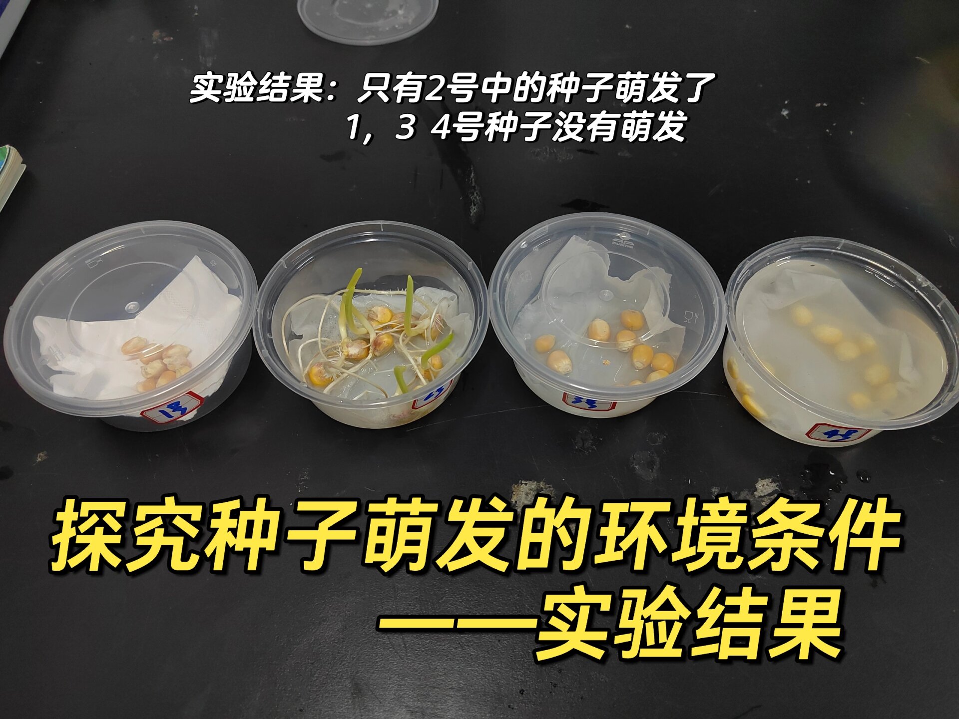 绿豆发芽实验过程图片