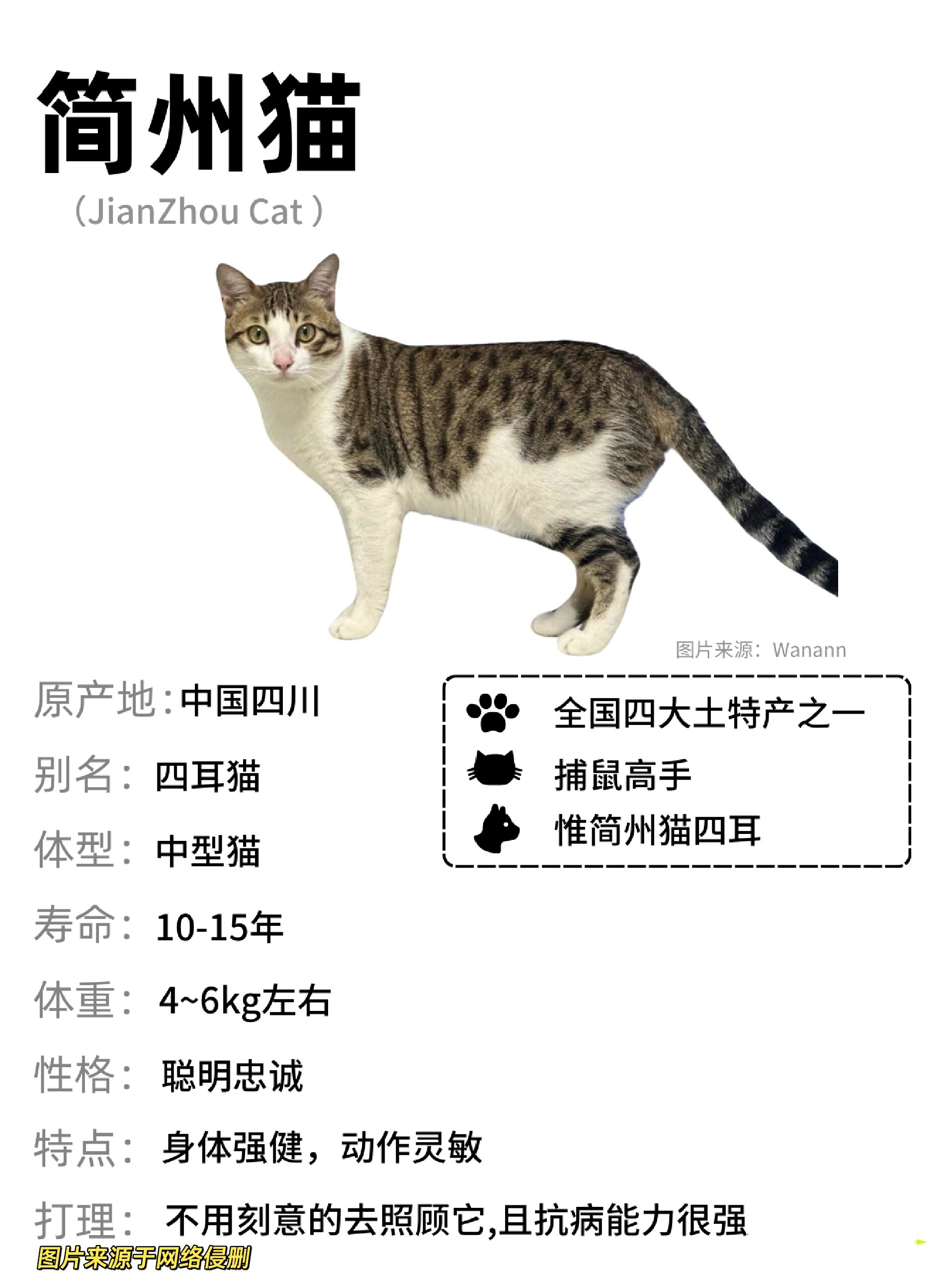 不抗揍就别养四川简州猫了|巴蜀萌宠