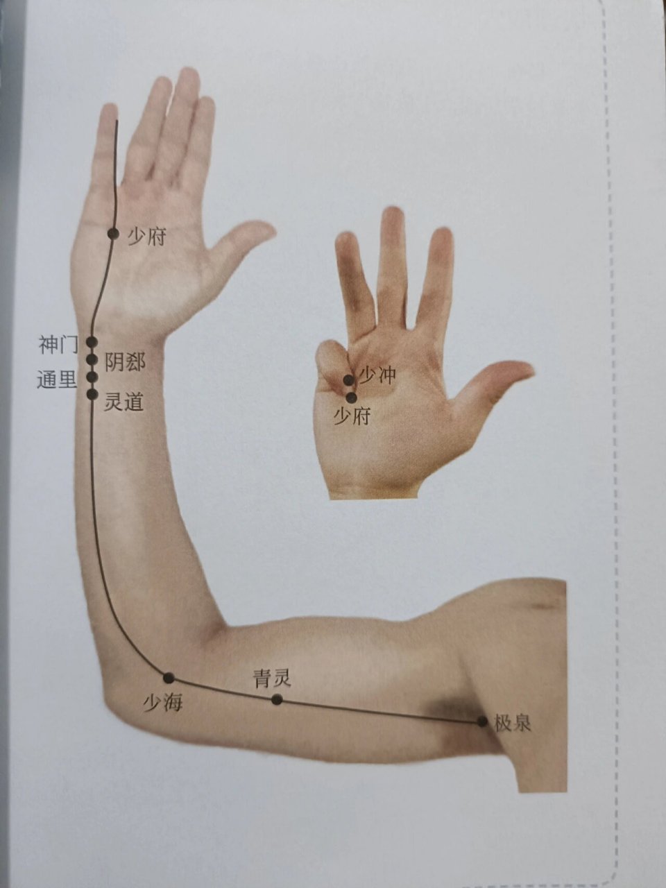 手少阴心经 99经络循行 心手少阴之脉,起于心中,出属心系,下膈,络