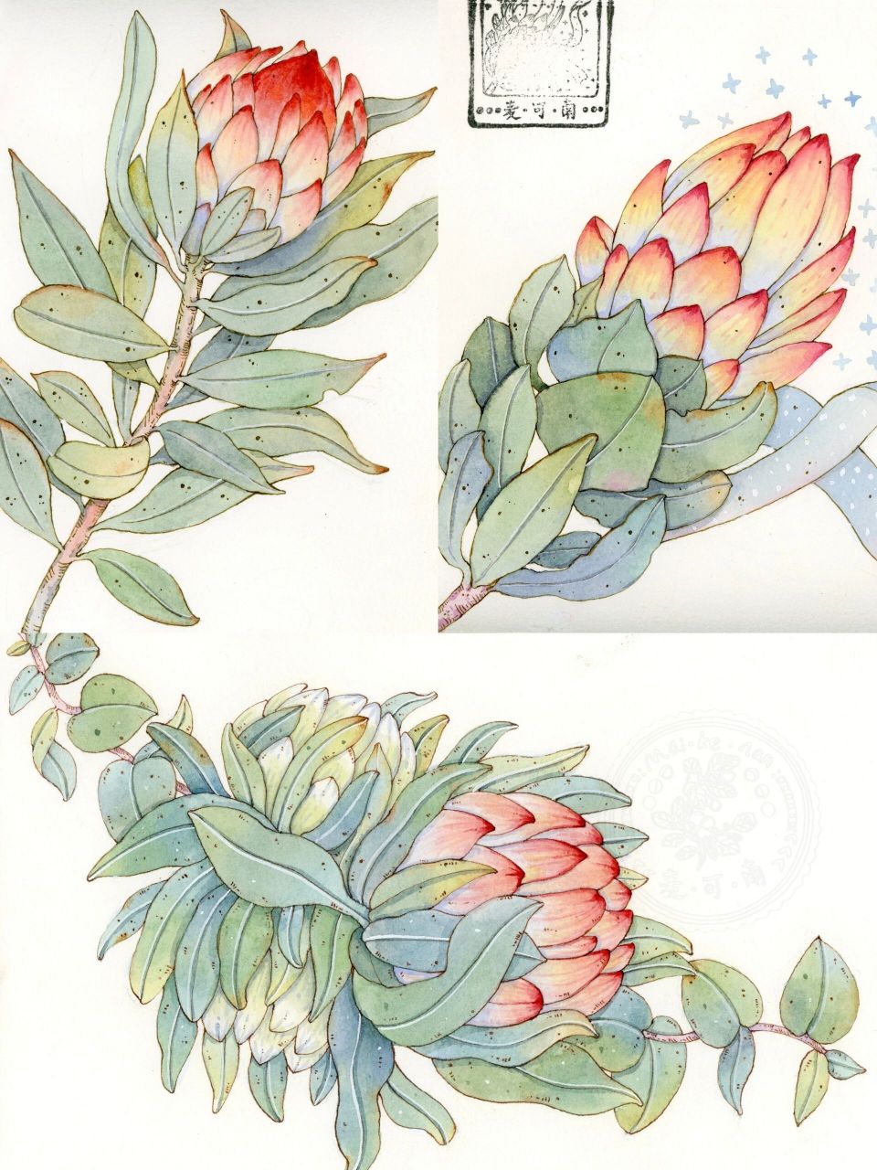 水彩——帝王花