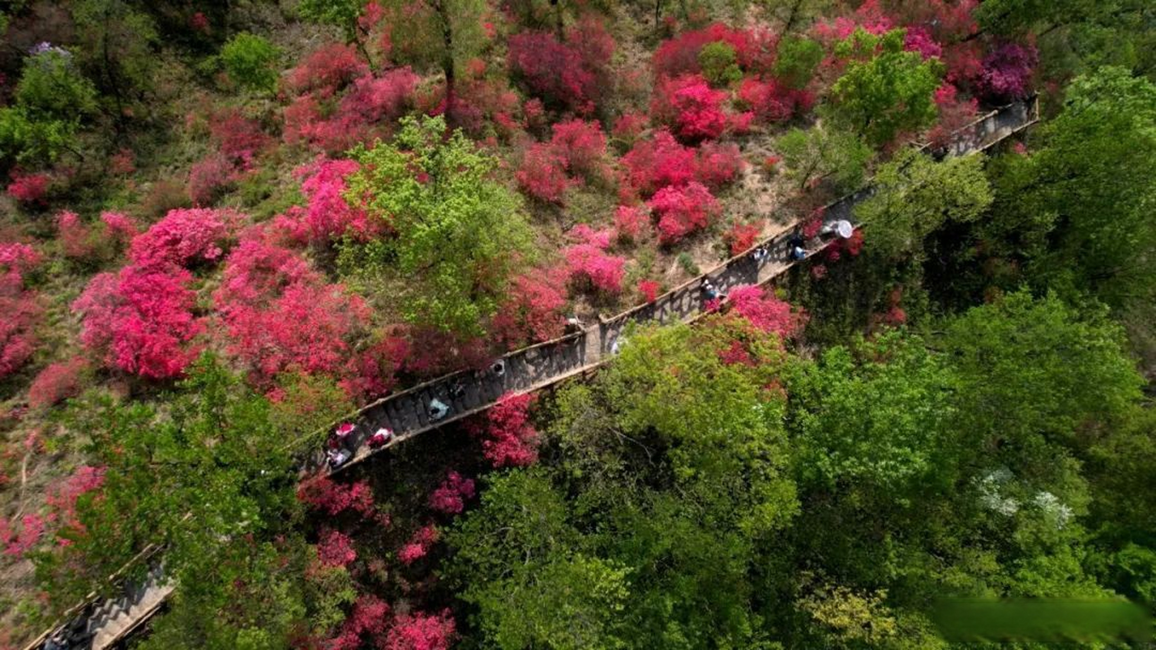 汝阳绝美花海上线…】第二十一届河南汝阳杜鹃花节暨炎黄文化节  即将