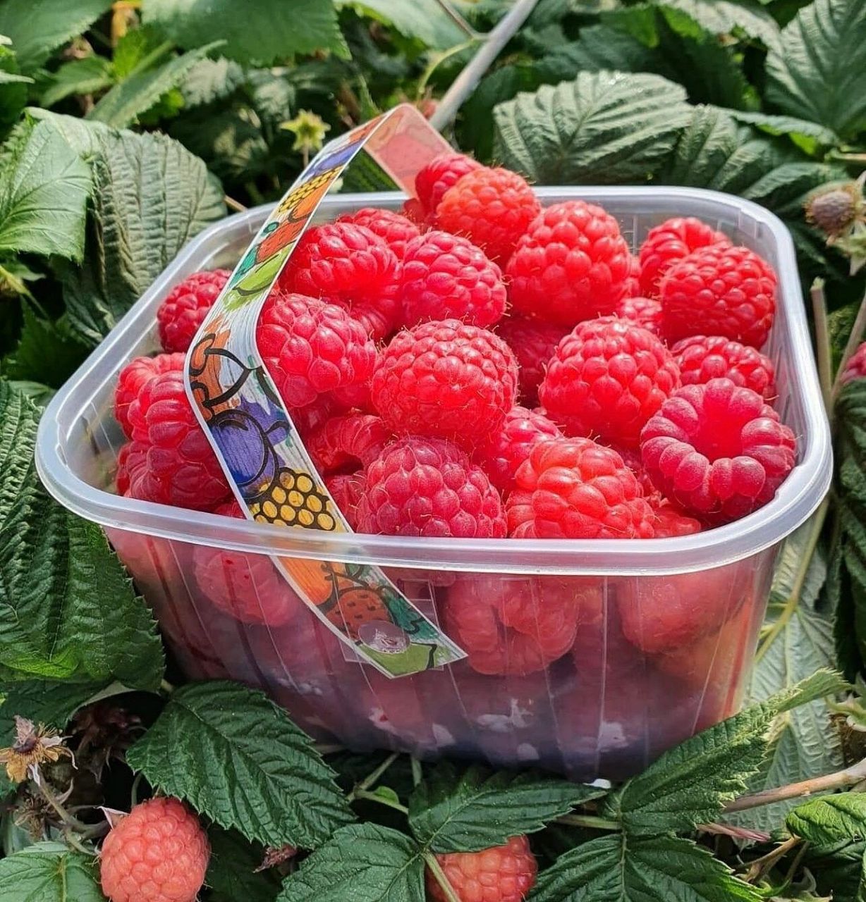 秘诀在笔记 农场名称:manor farm fruit 农场地址:watling st, hints