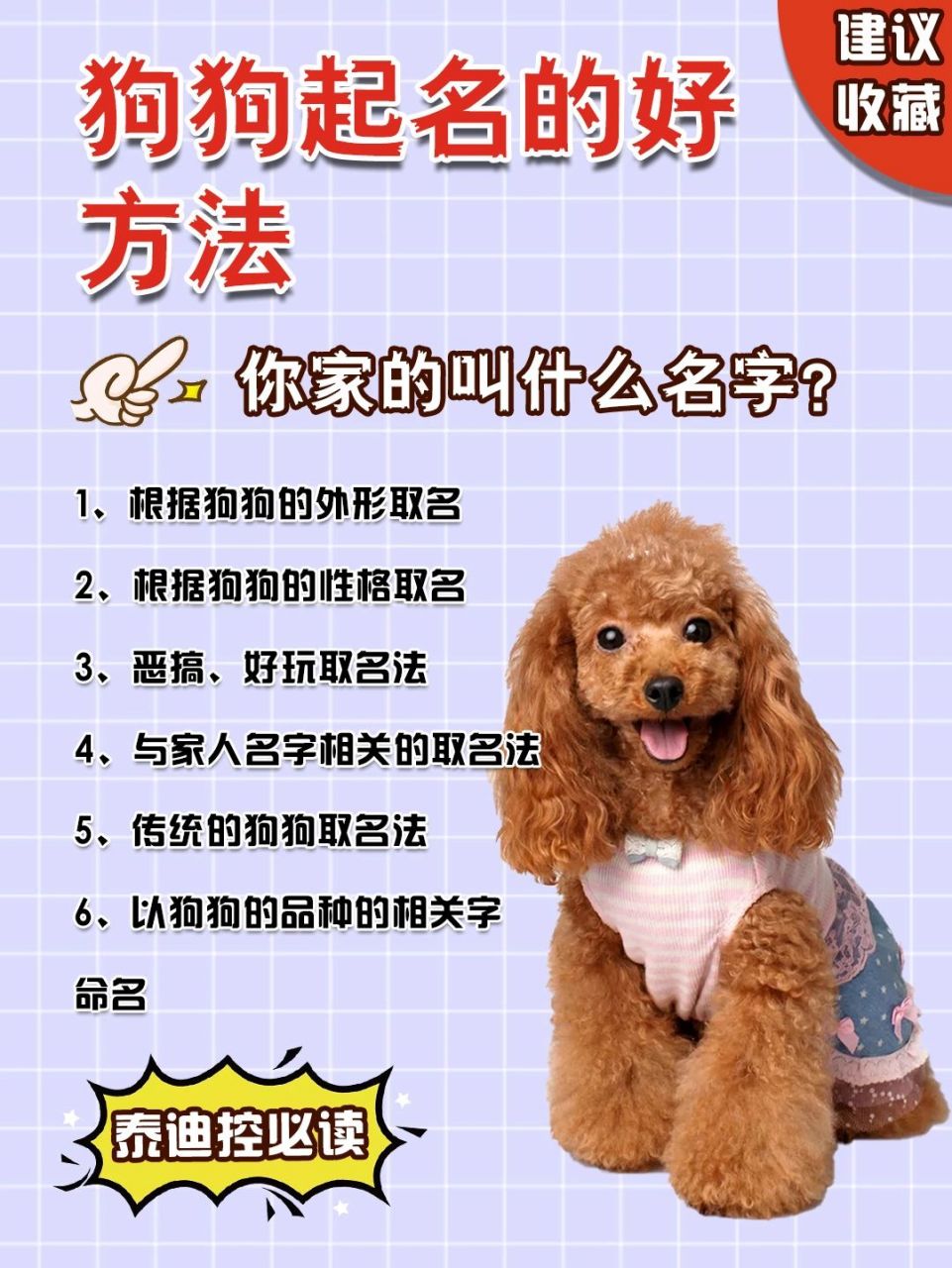 7215泰迪起名的好方法,你家的叫什么名字?