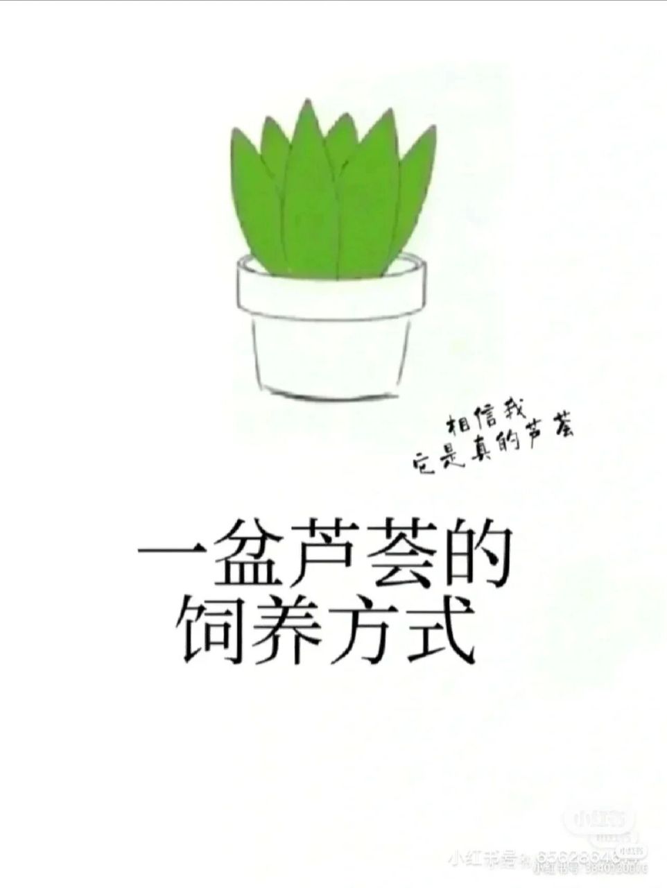 如何将芦荟养成格瑞 如何将芦荟养成格瑞