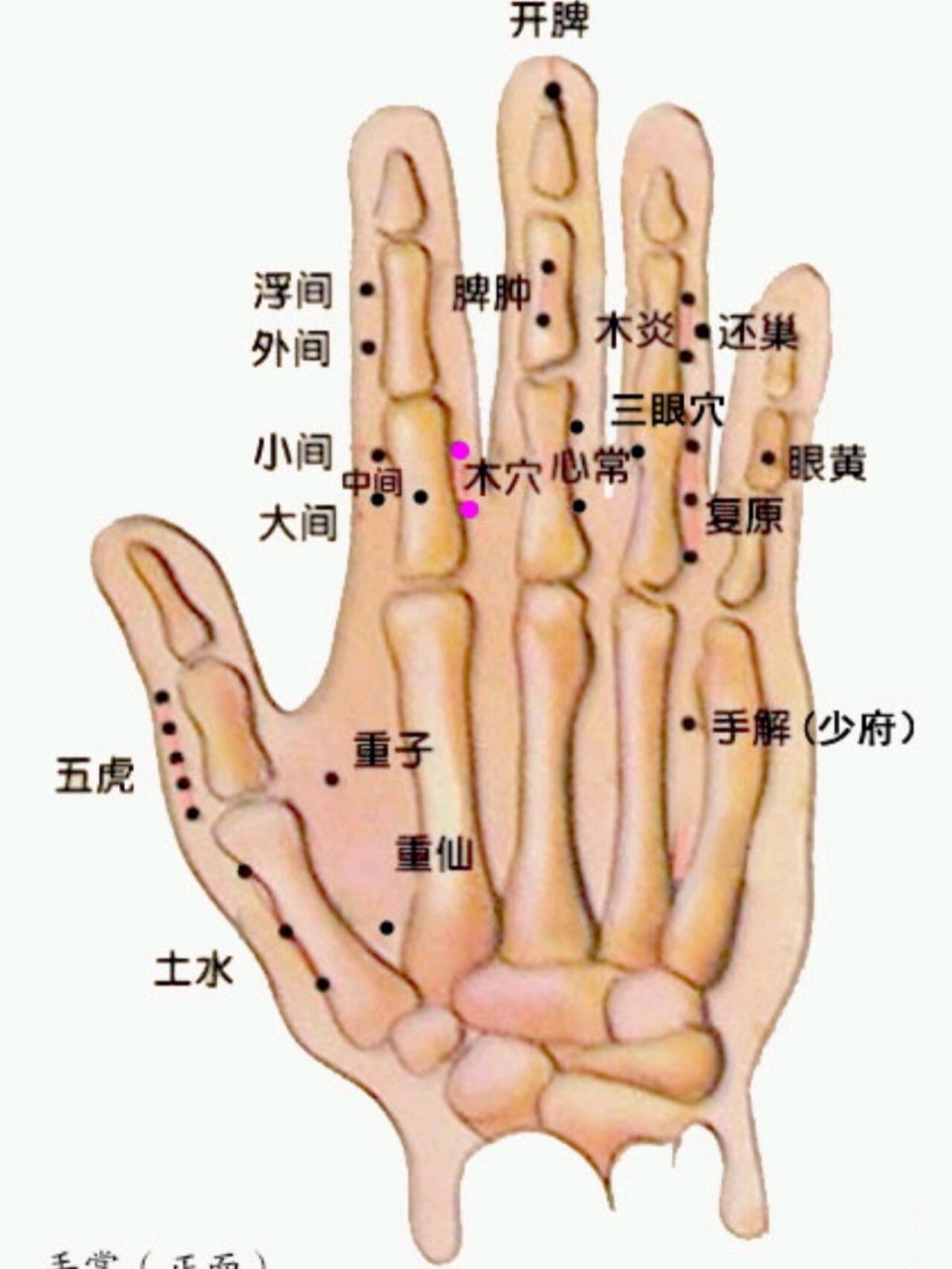 针刺法 《董氏奇穴针灸学》杨维杰 针深二分至三分.