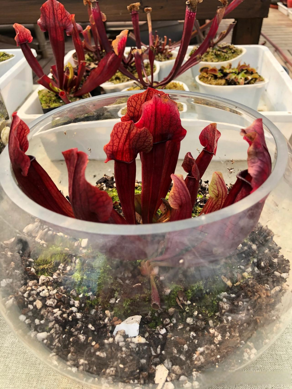 食虫植物瓶子草 武汉食虫植物基地 萌植苑食虫植物出品能够吃虫子的