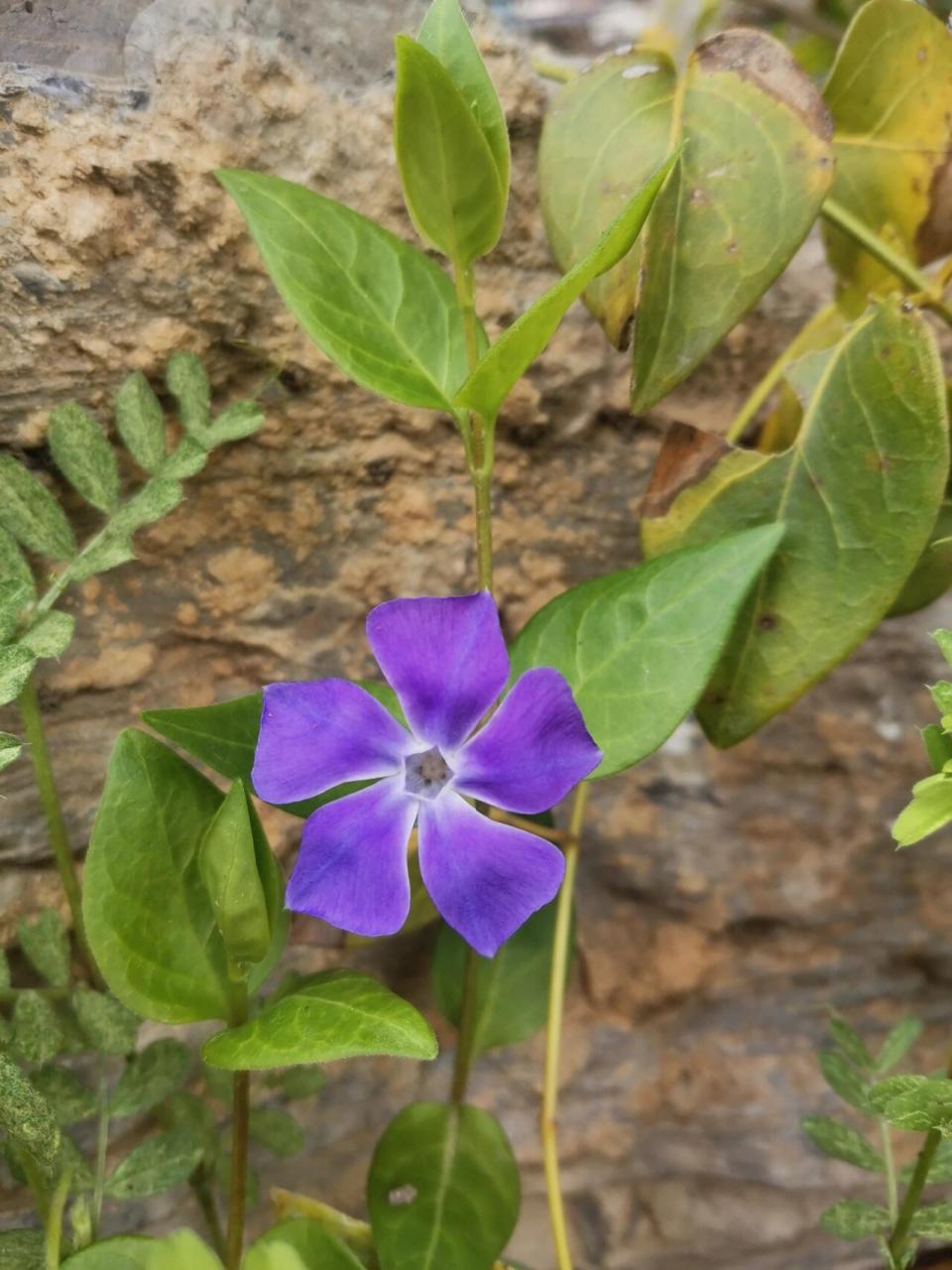 蔓长春花解剖图片