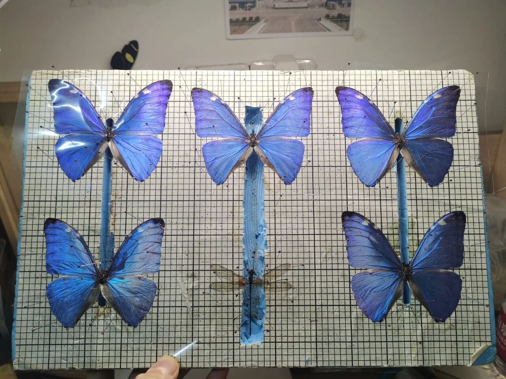 展翅了一些枯闪蝶 对于蝴蝶标本制作,我想说硫酸纸已经正式退役了,取