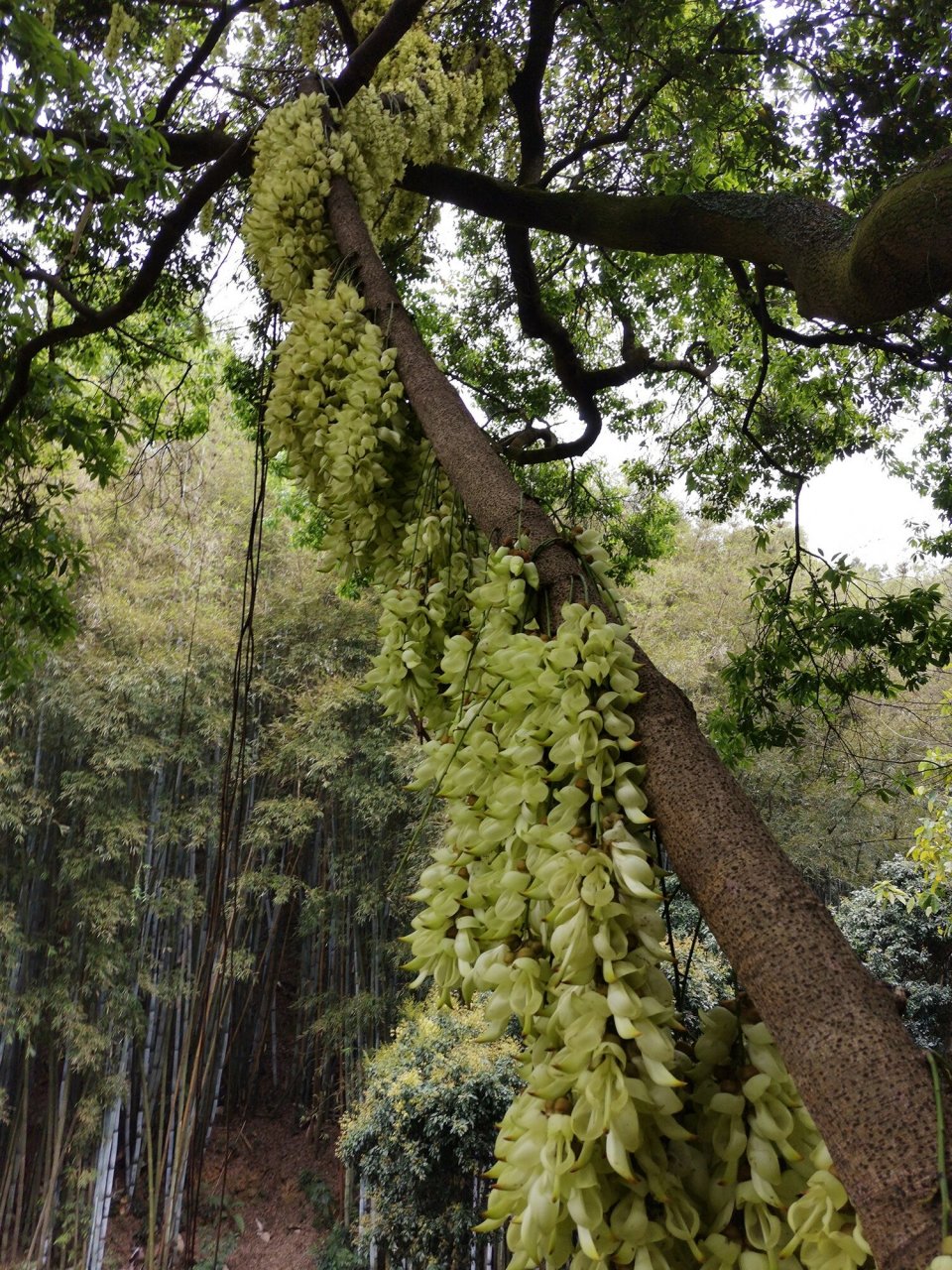天鹿湖森林公园禾雀花 广州市黄埔区天鹿湖森林公园禾雀花,最佳观赏