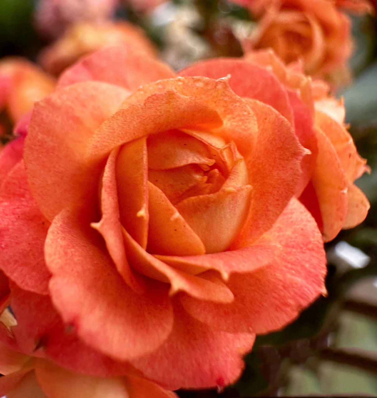 长寿花 华丽橙/赫尔利/赫丽/橙巴黎/万圣节 哦豁又是一盆有很多名字的