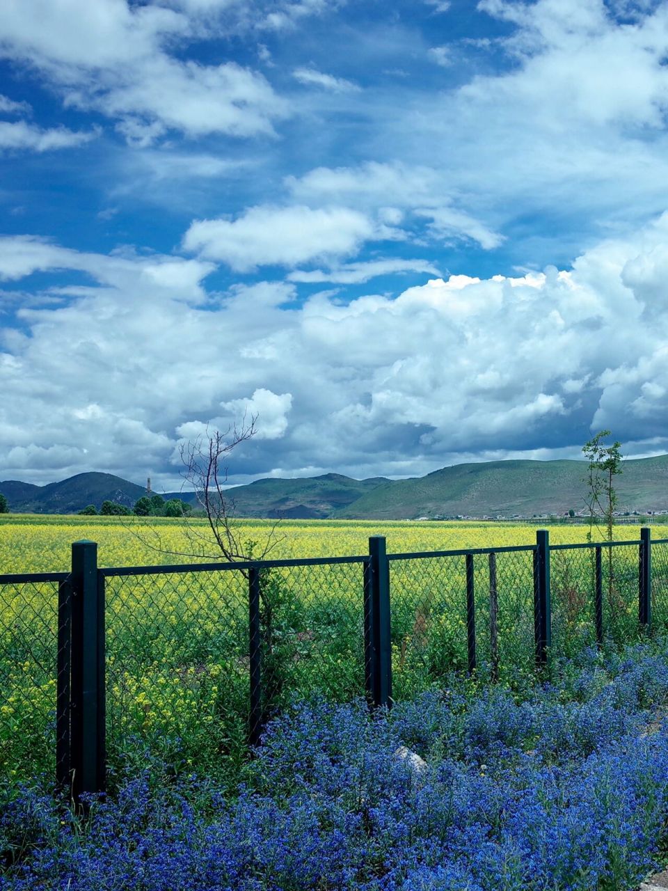 免费的纳帕海依拉草原别走错啦!
