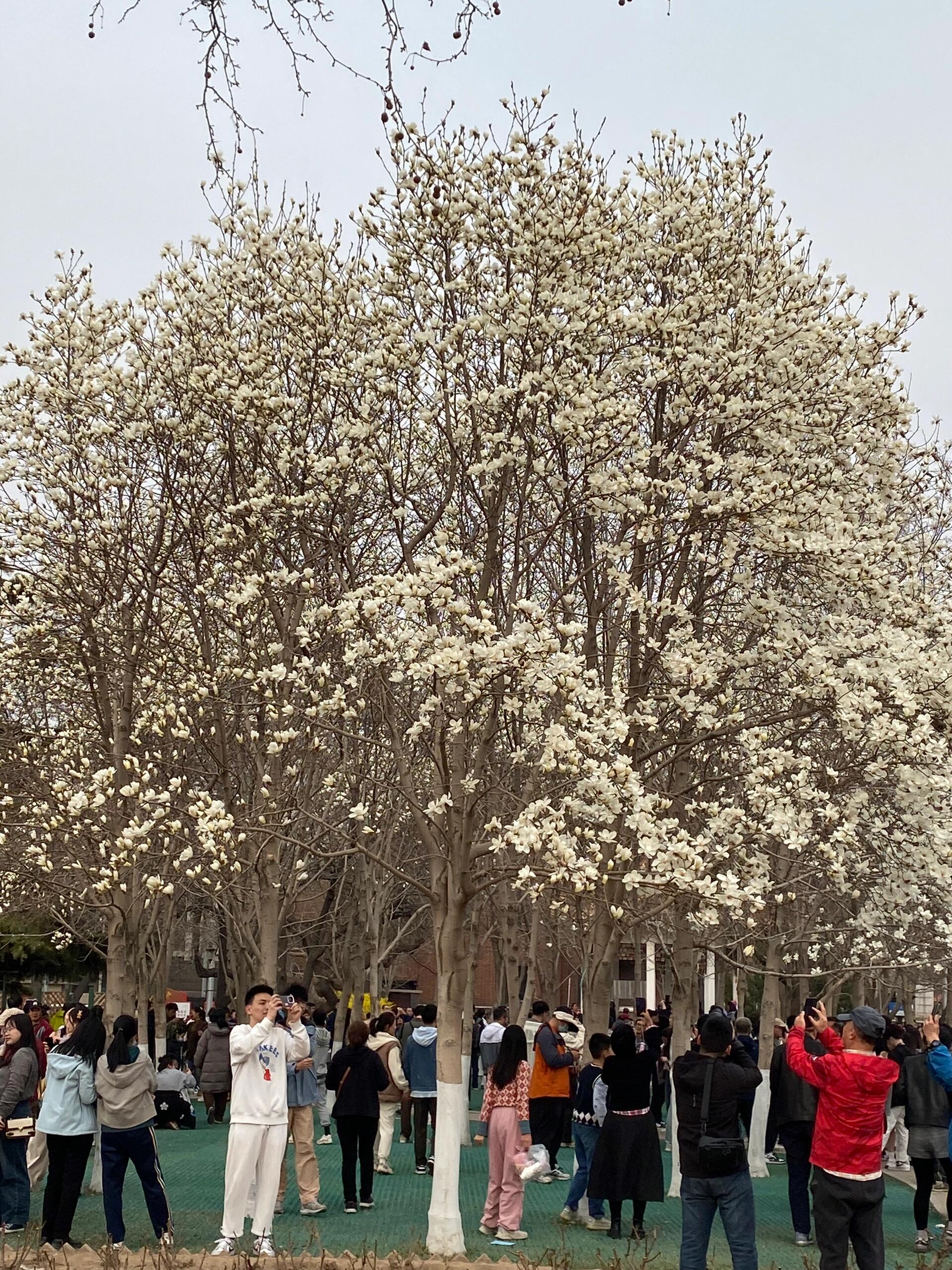 广州玉兰花观赏地点图片