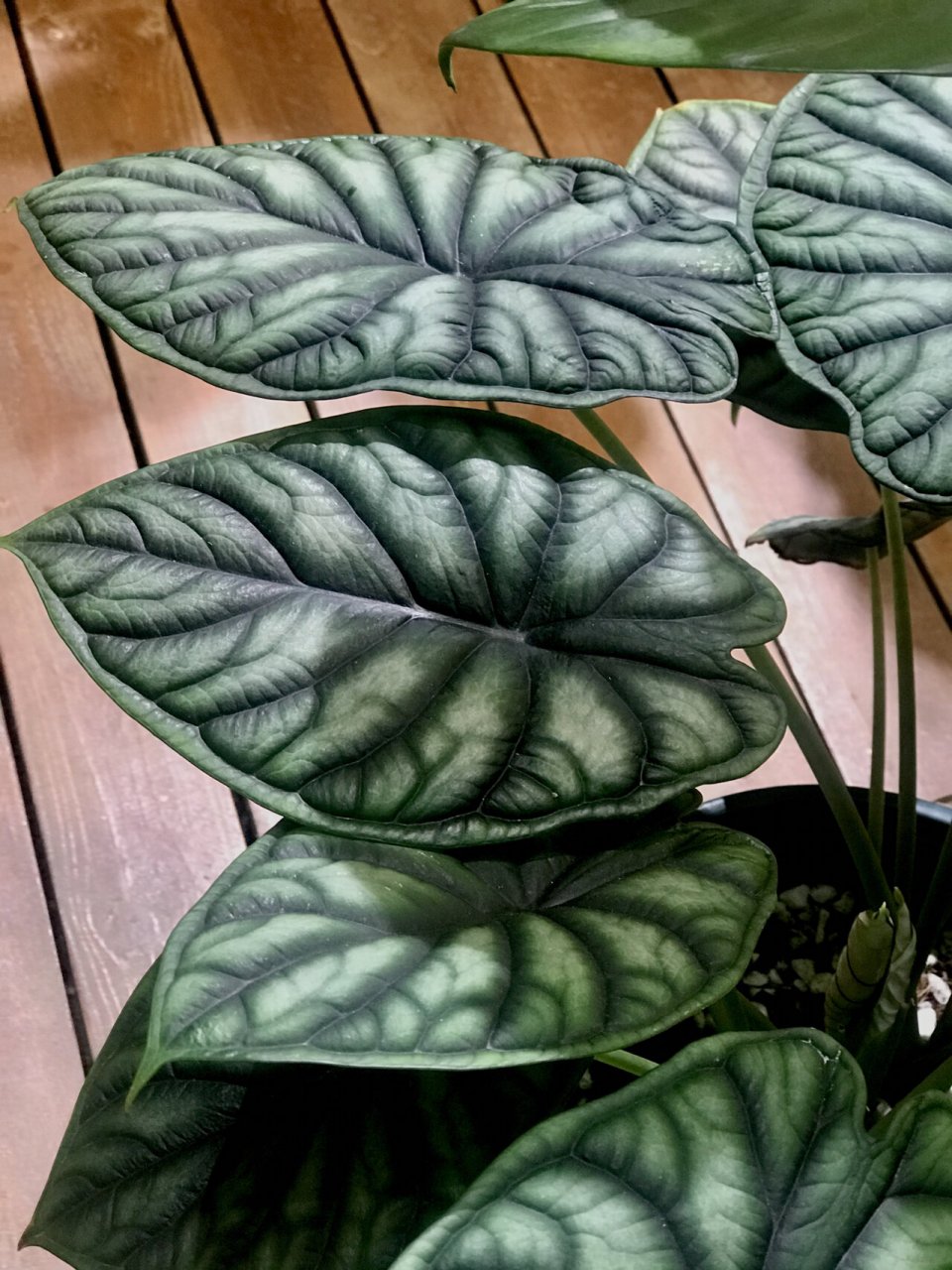 龙鳞海芋如何养护:海芋中的第三爱 第一爱是萨利安 第二爱是帝王之盾