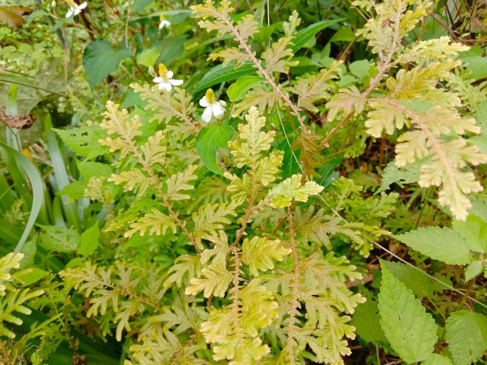 在鄱阳湖发现国家二级保护野生植物浙江蘡薁的林业专家们,快来看看