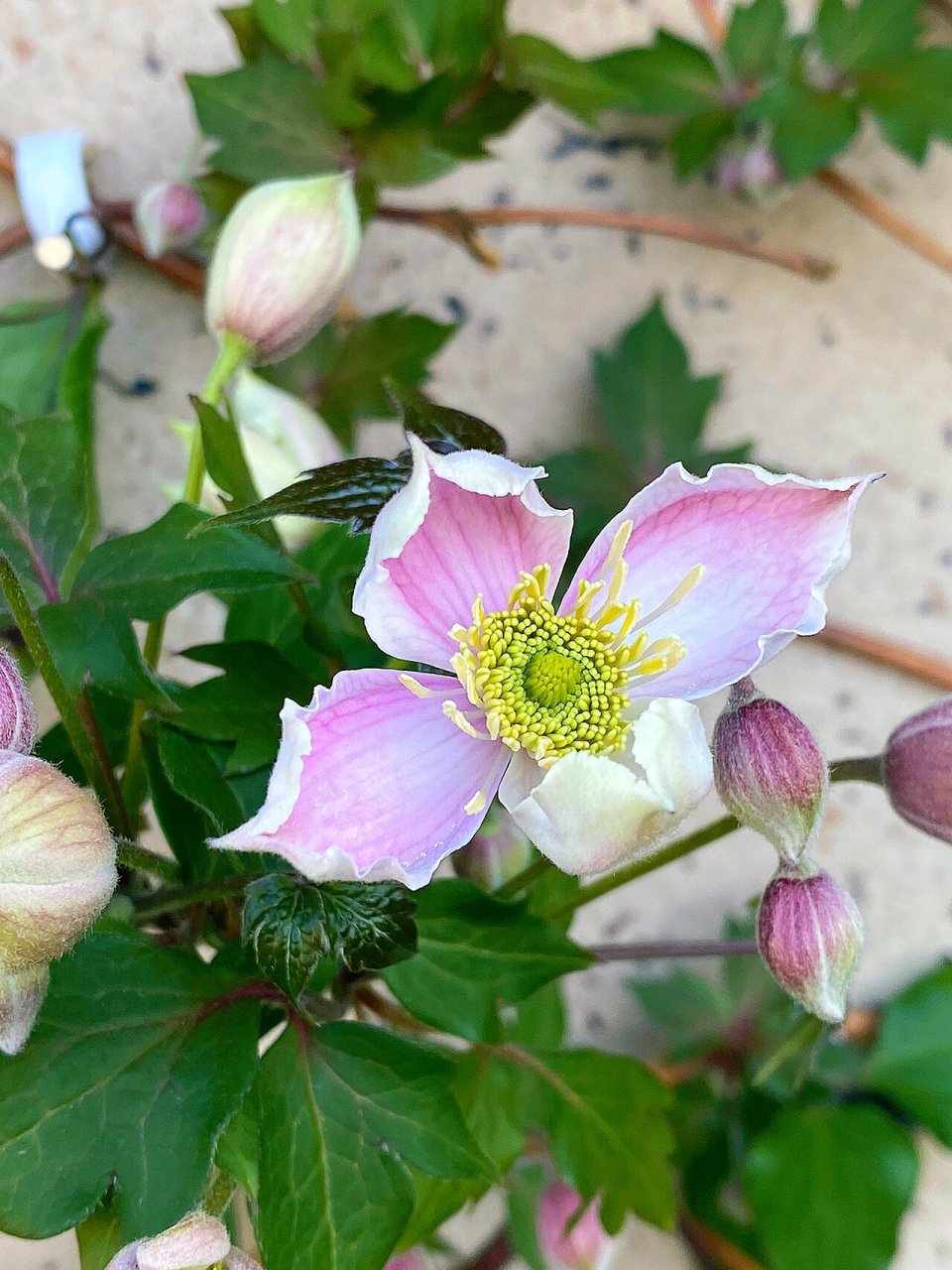 今天再推荐个铁线莲品种～蒙大拿杰出 花如其名～真的很杰出哇 花期蛮
