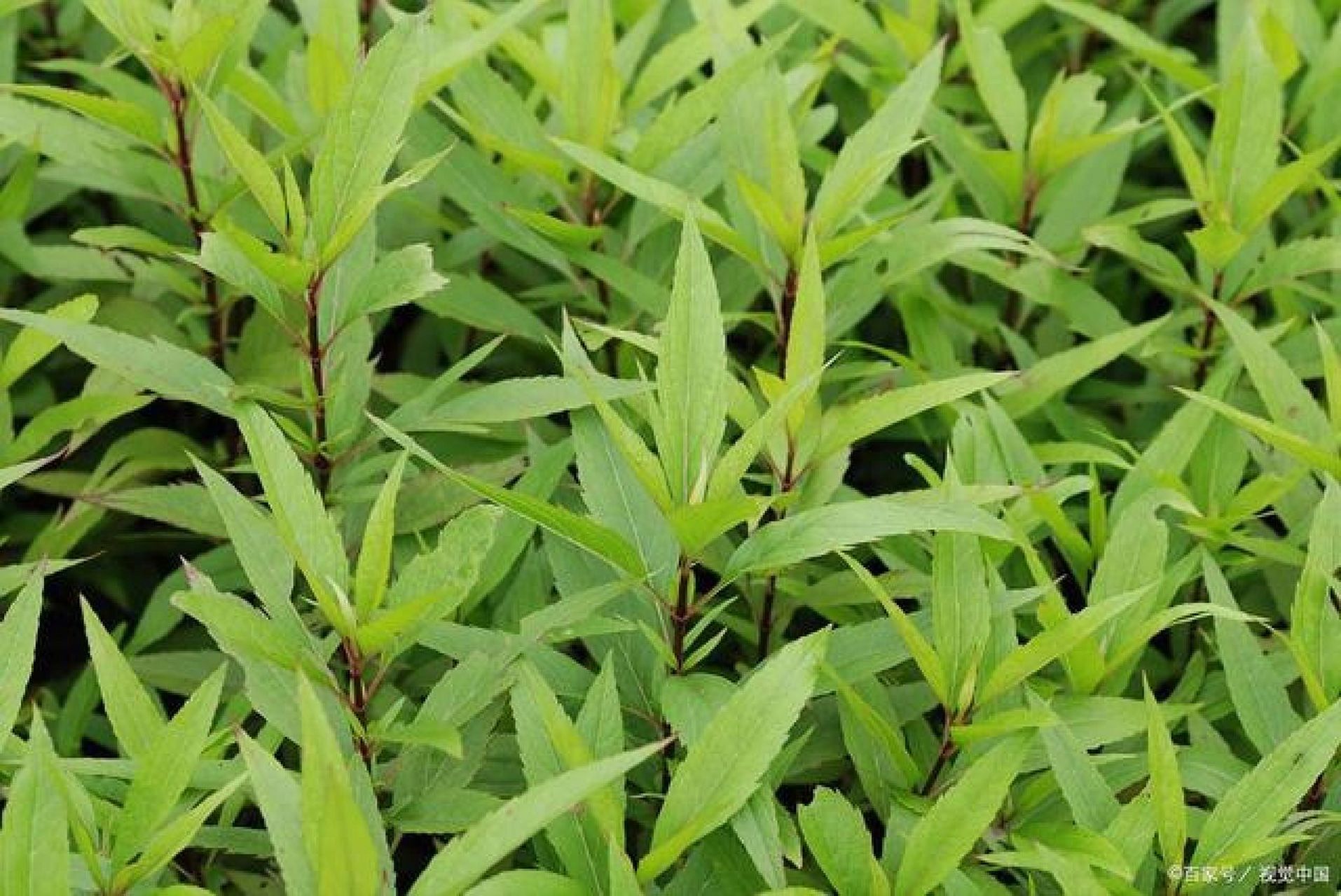 泽兰叶擅清利肝经瘀湿,所以对于肝经瘀湿引起的经量少,经闭腹痛,产后