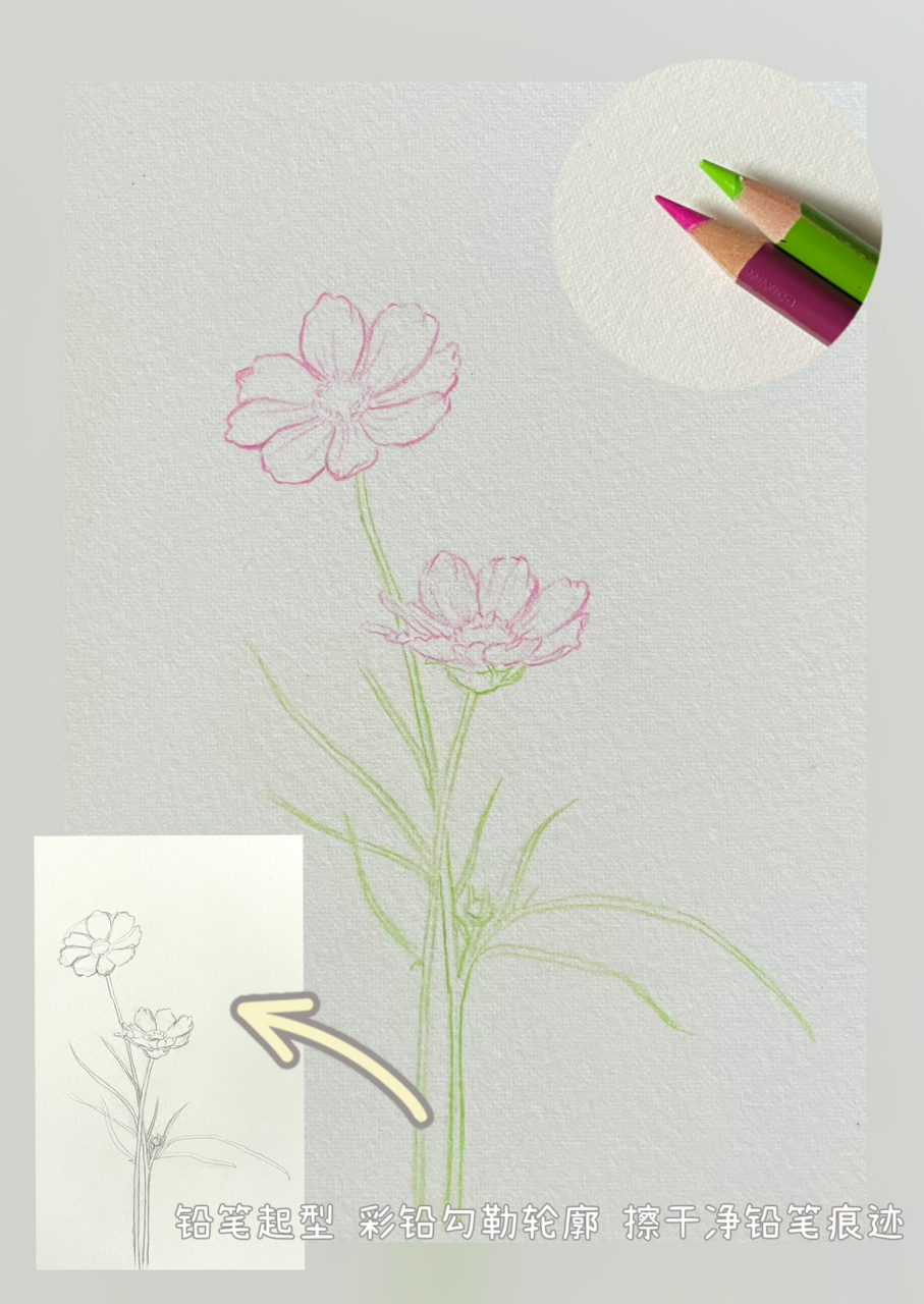 彩铅花卉⑥格桑花 格桑花的绘画步骤图