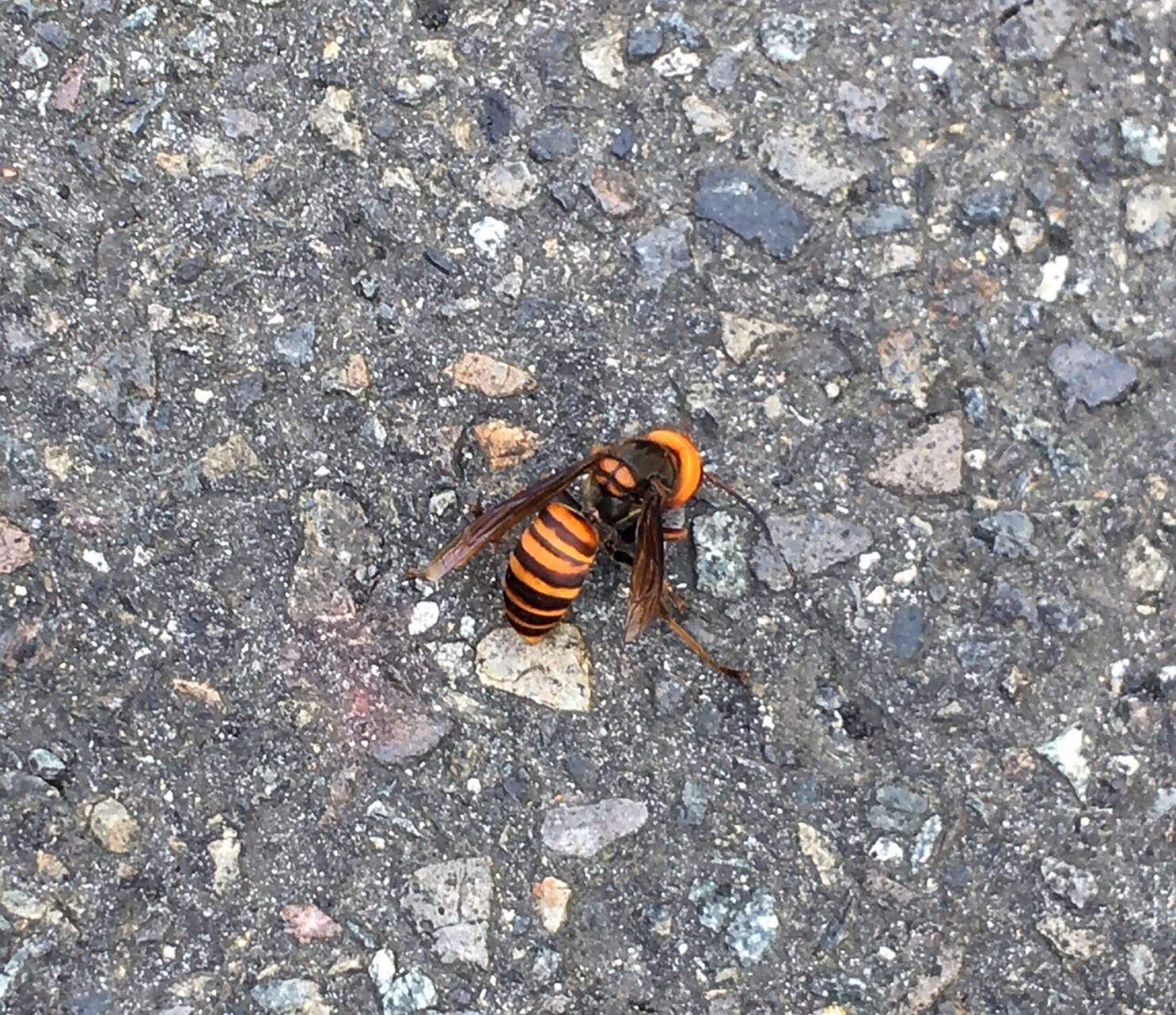 这种大黄蜂被日本当地居民称之为"大麻雀蜂".