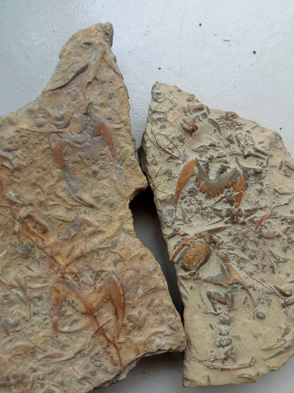 沂源燕子石 燕子石又名蝙蝠石,学名三叶虫化石,因其全身纵横各分为三