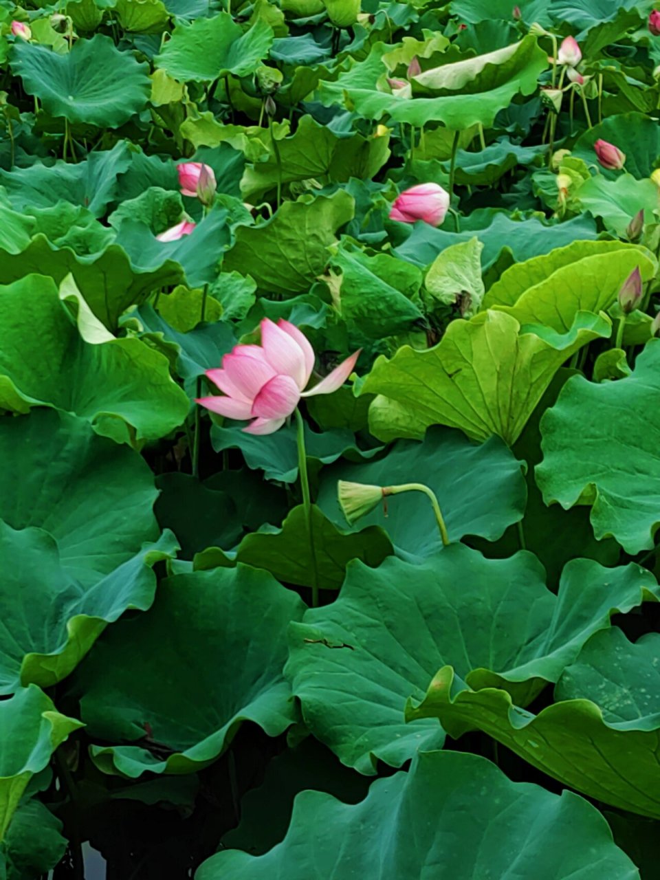 田田 正是赏荷好时节 去到一个小山村里面,连绵几十亩的荷塘,荷香扑鼻