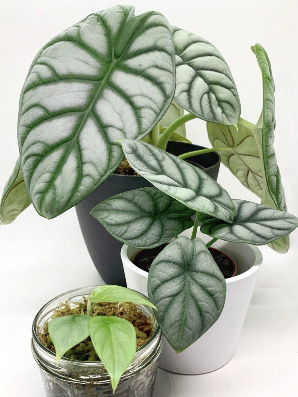 好看好养的室内植物推荐13白犀牛海芋 白犀牛海芋(alocasia baginda 