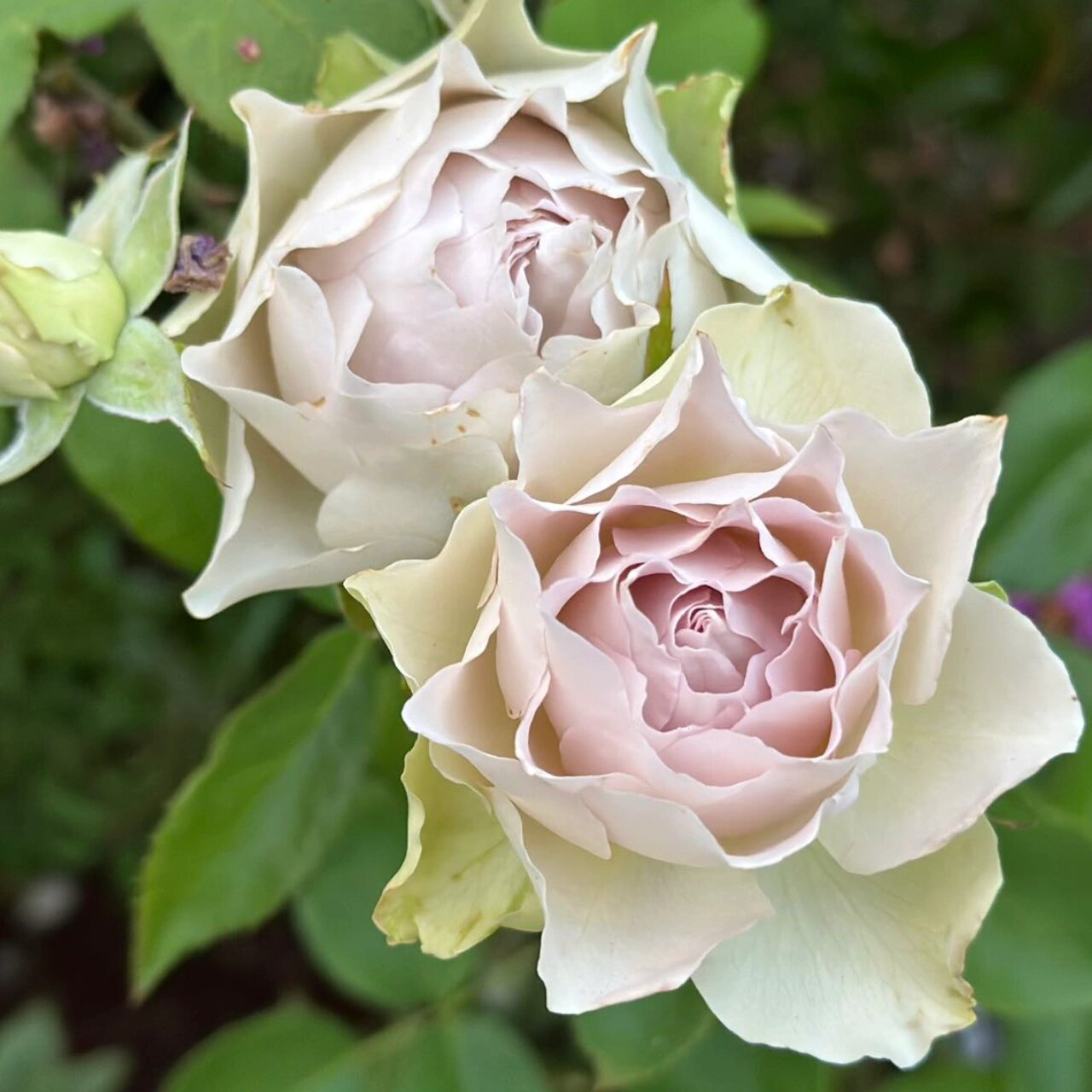 青金石面纱 - 今井清 {月季} 又是一款塑料花,蓝紫色系的一般都是抹布