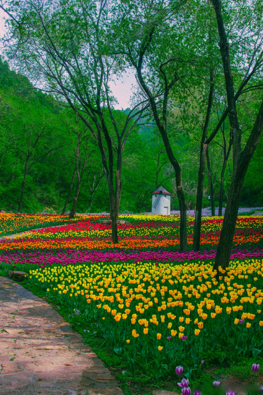 云游齐鲁# 红叶谷 郁金香花海  via:无垠地平线001