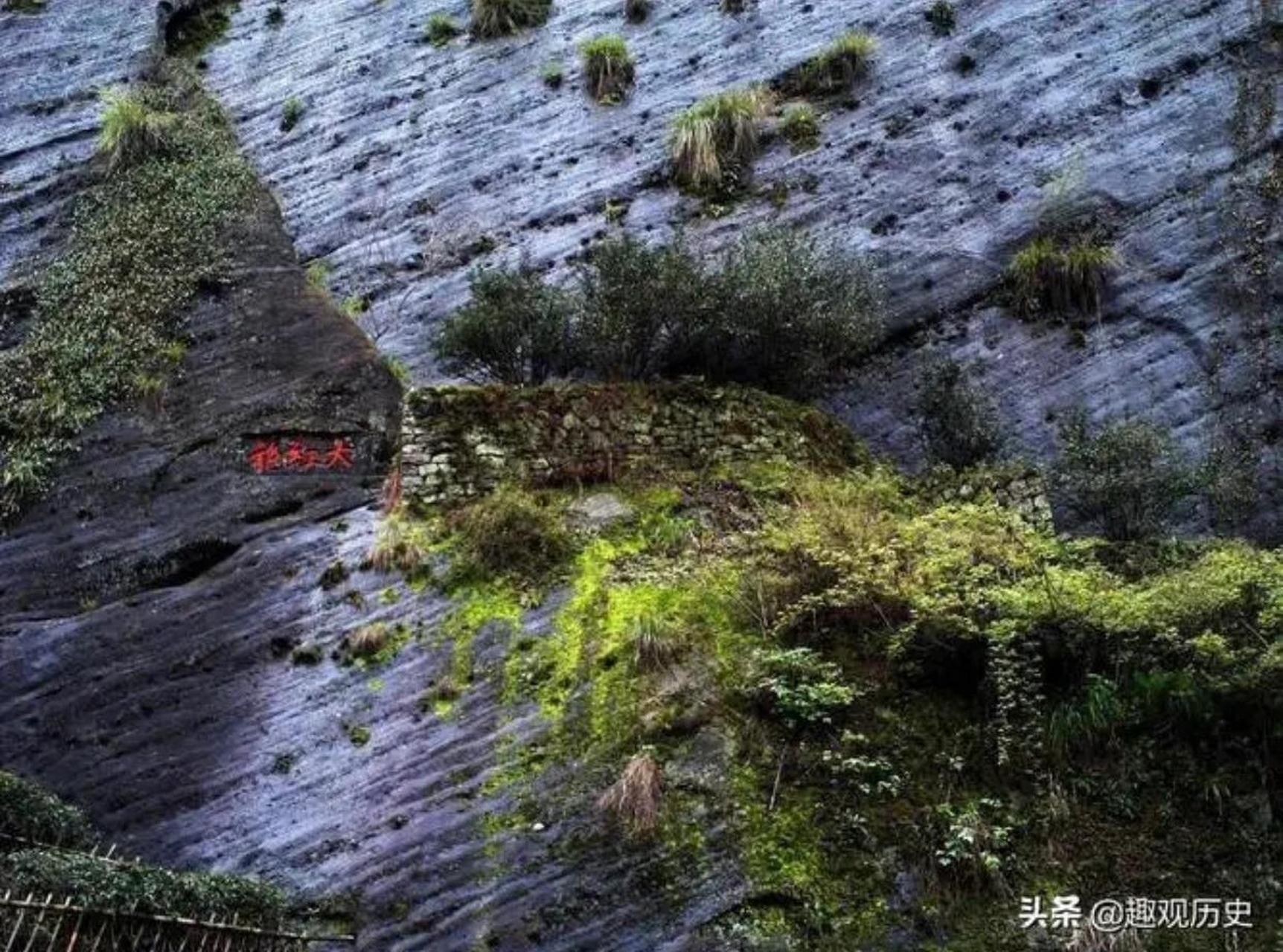 茶文化|一分钟带你了解母树大红袍 95生长于武夷山九龙窠(1)景区内