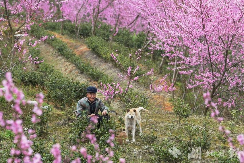 镇:生态家园如画卷】#知音湖北花舞人间# 4月1日,咸丰县曲江镇湾田村