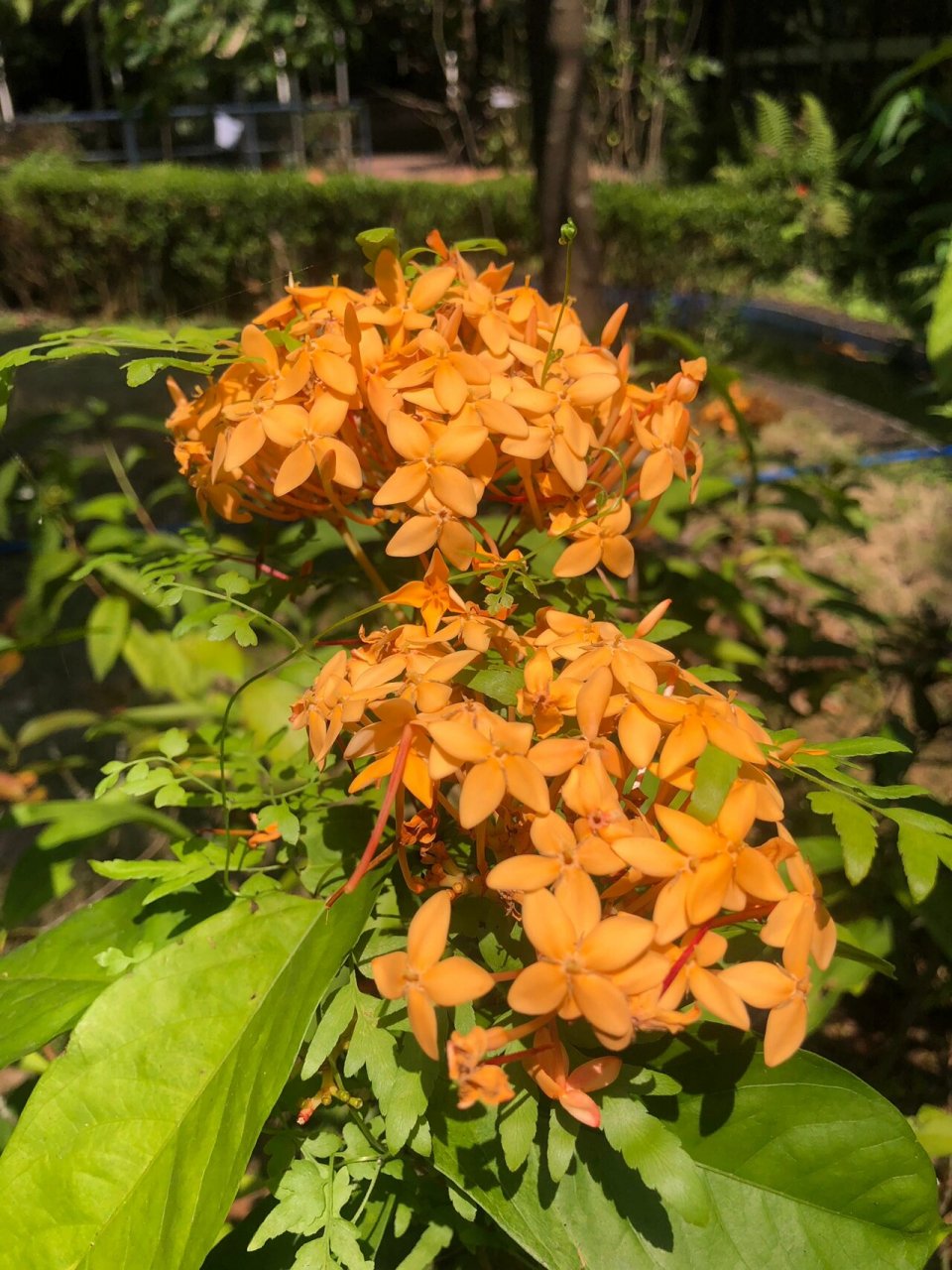 海南龙船花图片