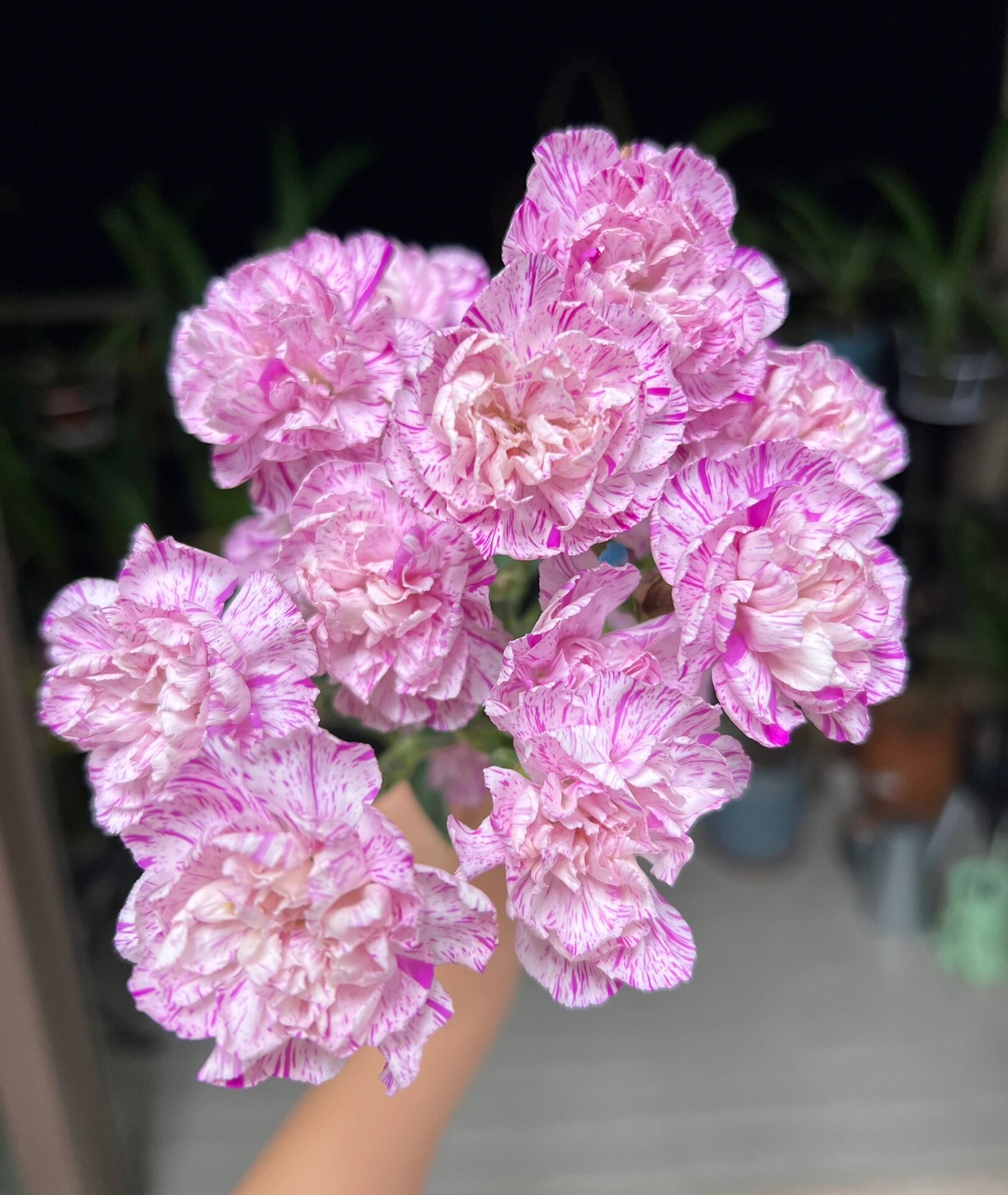 康乃馨|多头棒棒糖  58. 多头棒棒糖.