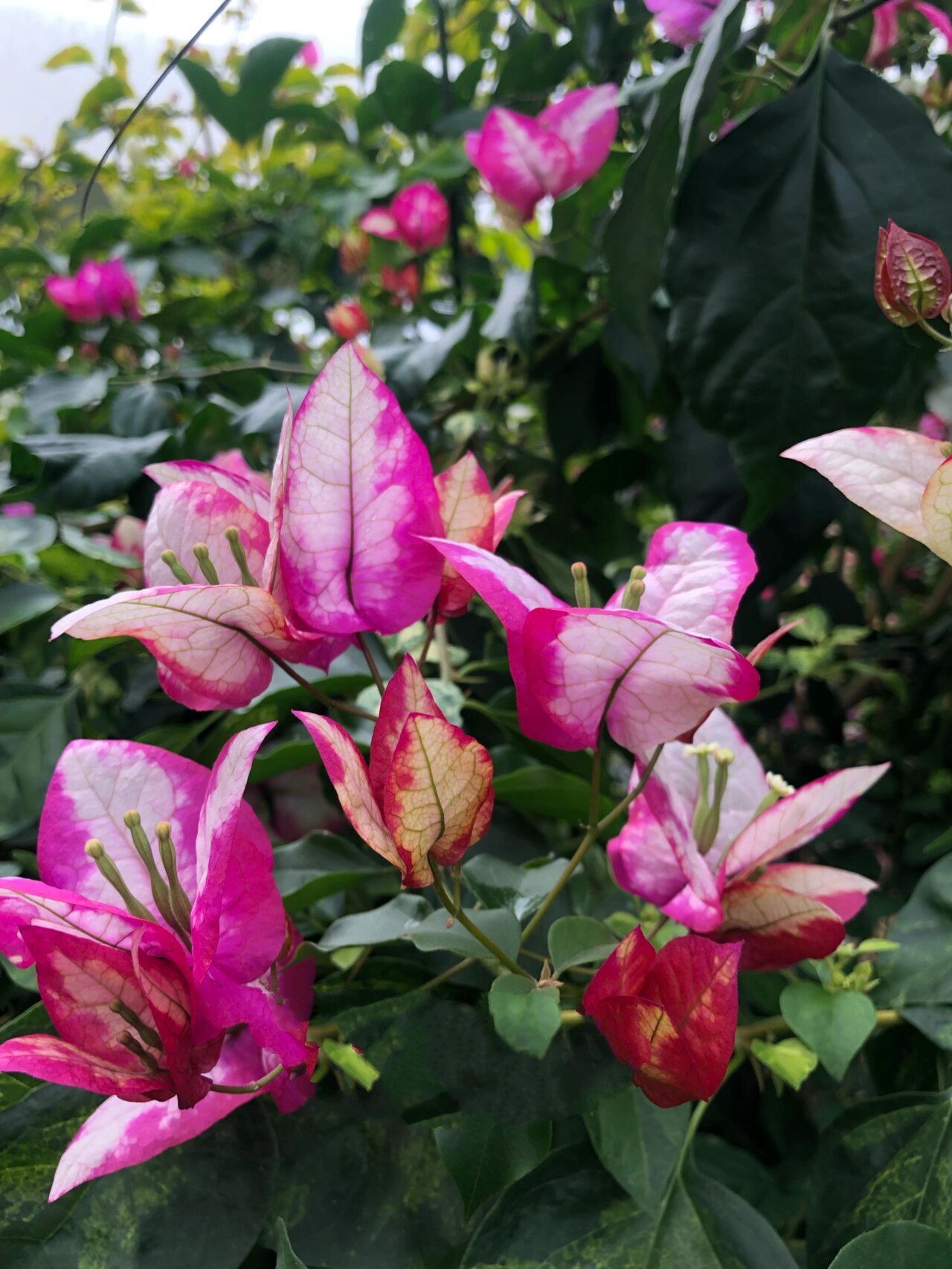 末代皇帝三角梅变异后的新品种 变异这个品种的主人视频上都还挂着