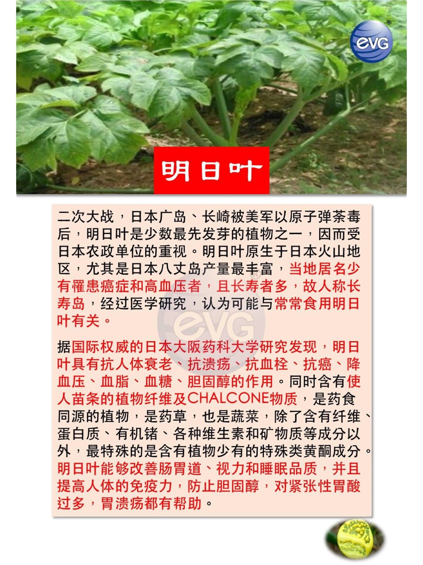 明日叶～日本的神奇植物 【明日叶 ashitaba】 在大自然中有一种生命