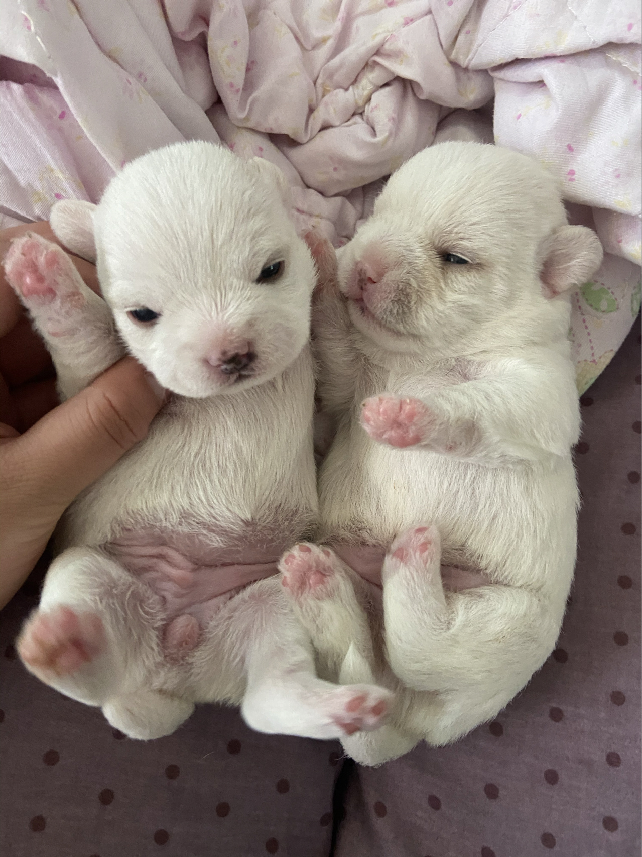 法斗 比熊 串串96 逗比们长大啦 都睁眼的第一天～奶萌奶萌的