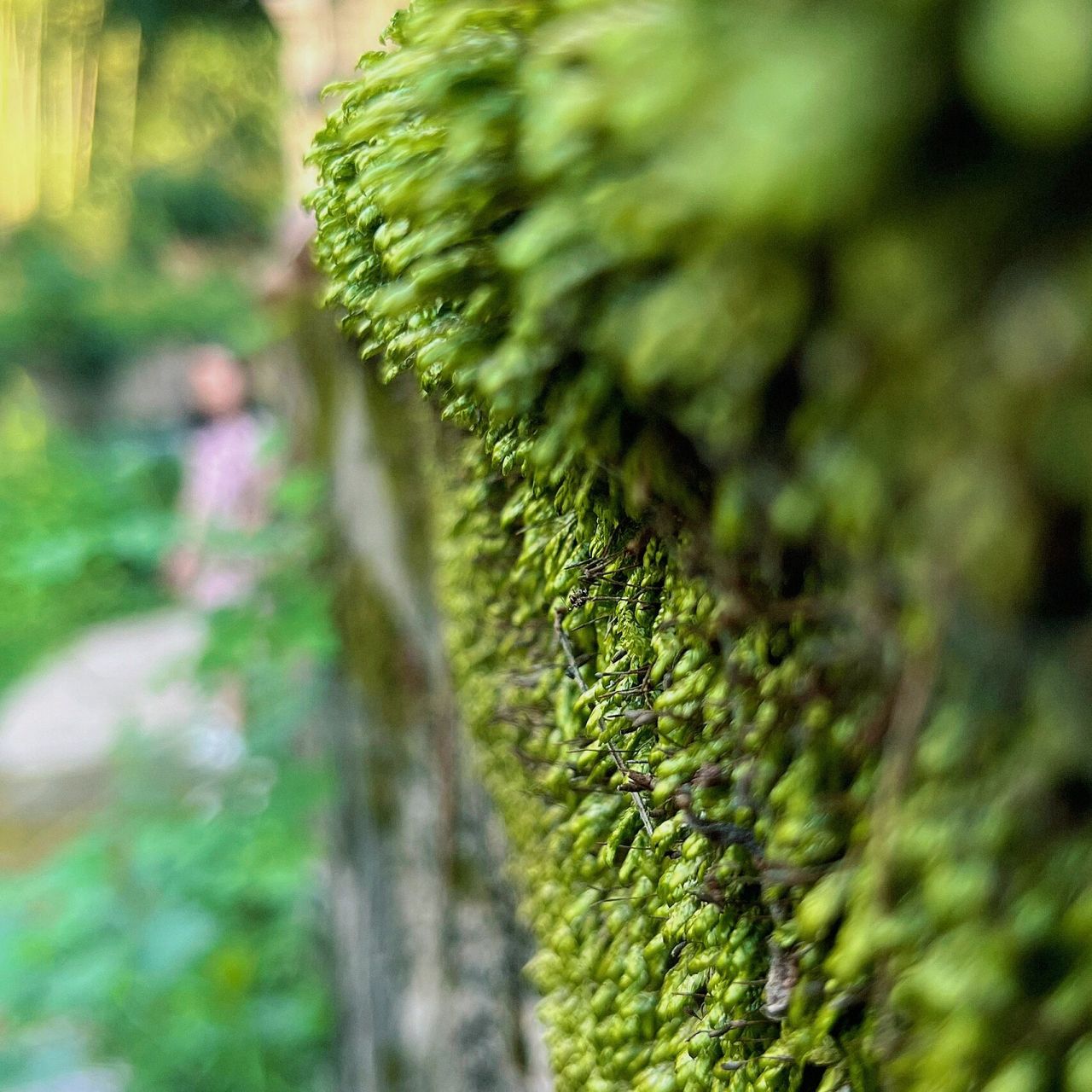 苔 《苔》清·袁枚白日不到處,青春恰自來.苔花如米小,也學牡丹開.