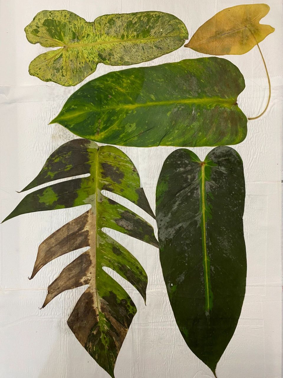 植物标本超详细制作方法!