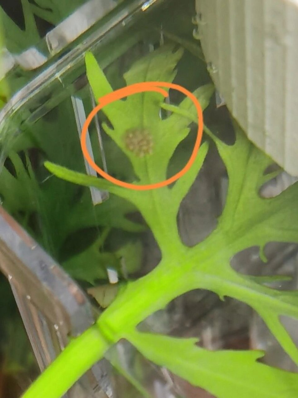 缸里就两只苹果螺,已经好多天没看到了,这是产卵了?