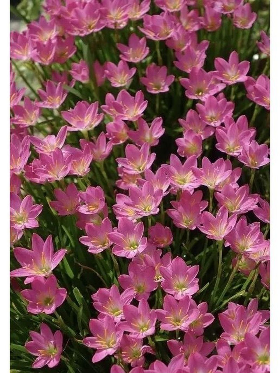 风雨兰小桃红50球只要19.8元回复已关注领取