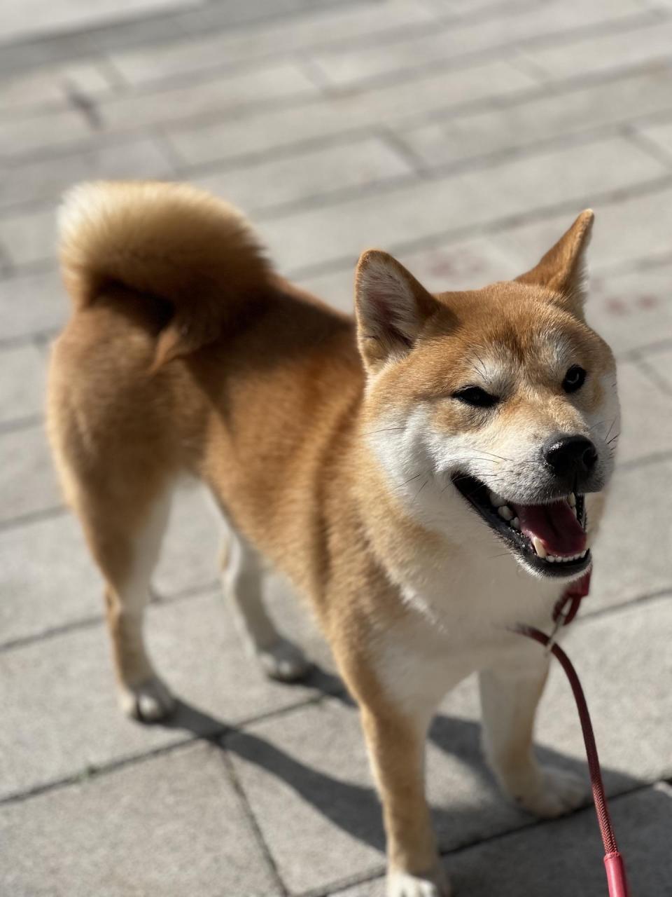 柴犬出售,转让.杭州出售柴犬,家里有宝宝出生,养不了了.