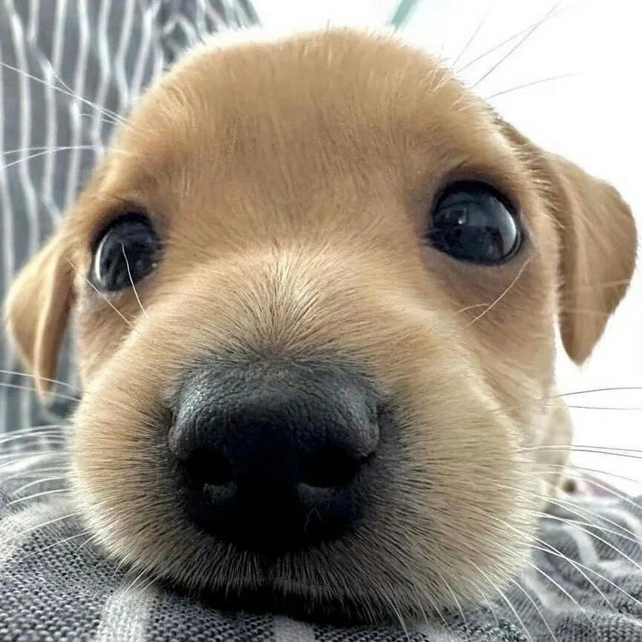 没人能拒绝的狗狗头像!98