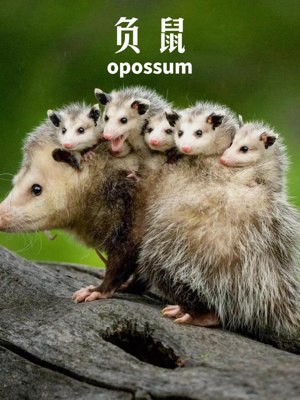 妈妈好累呀 陪娃一起一起认动物6 	 ⭐️名称:负鼠 	 ⭐️