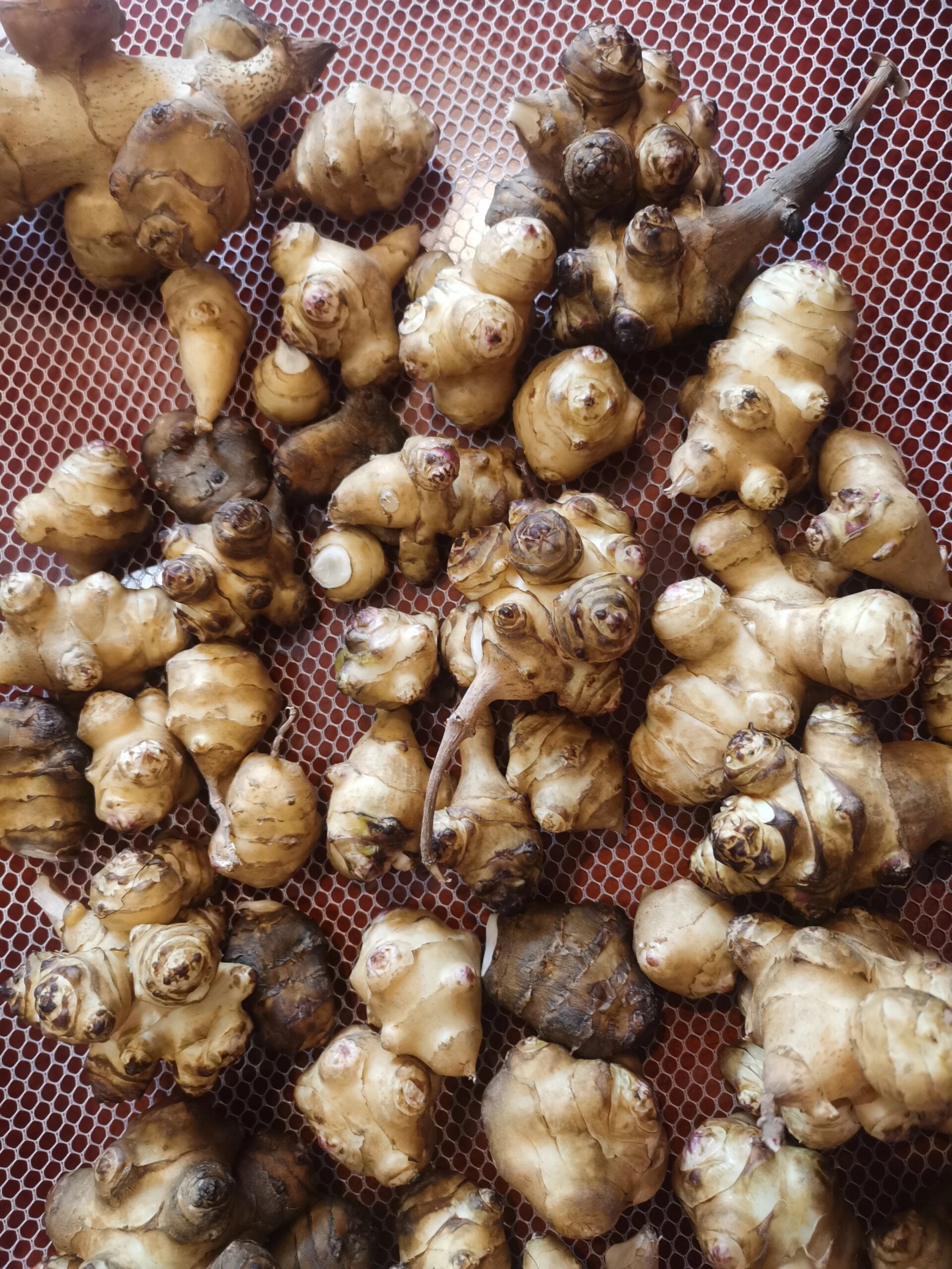 腌洋芋头来啦 回老家邻居送了一些洋芋头,腌制好了特别好吃,腌了两罐