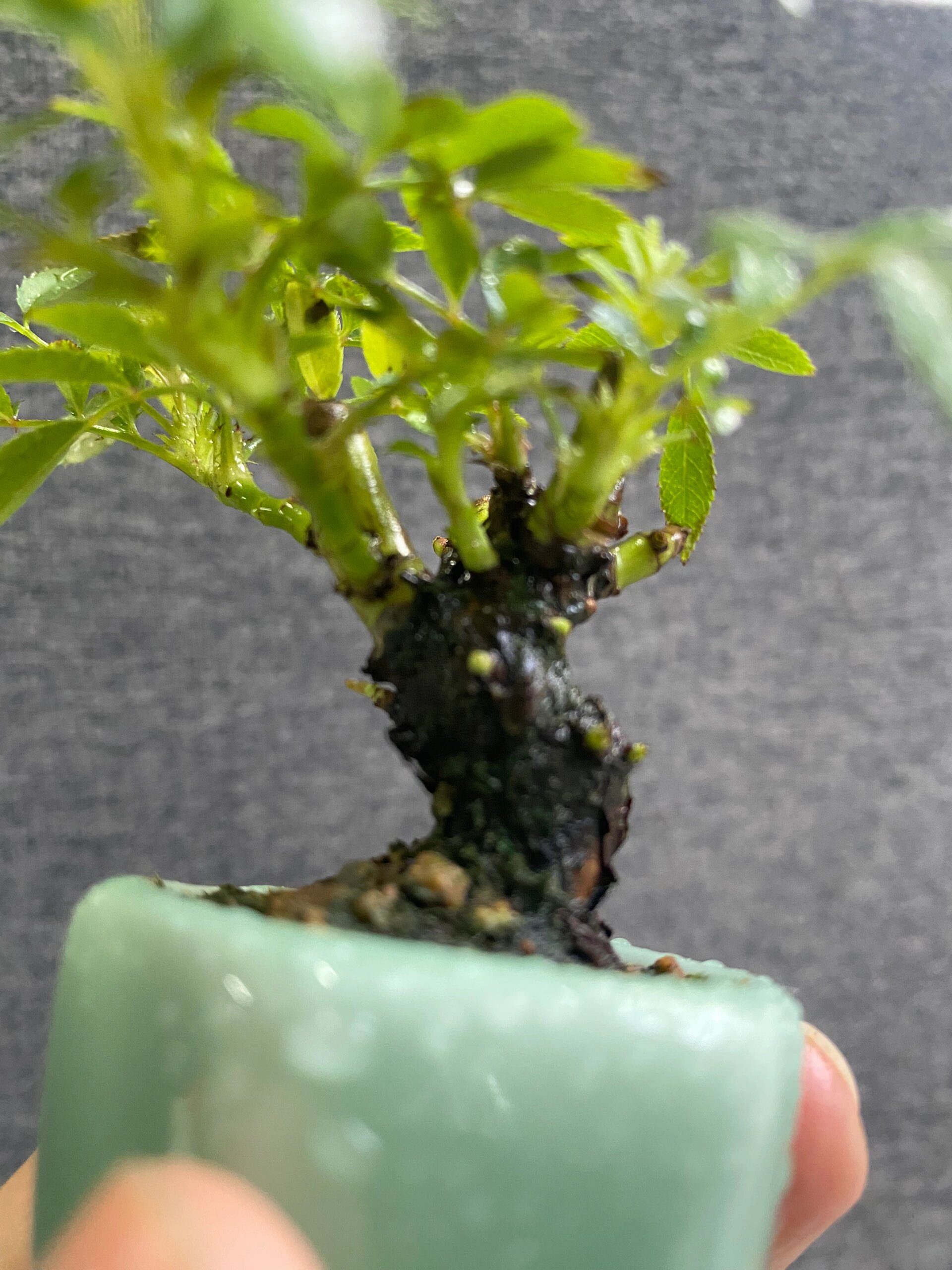 豆盆系列～姬蔷薇  99姬蔷薇盆景是一种以姬蔷薇(rosa multiflora)