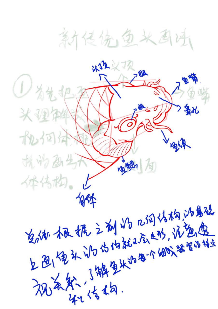 鱼头的结构图名称图片