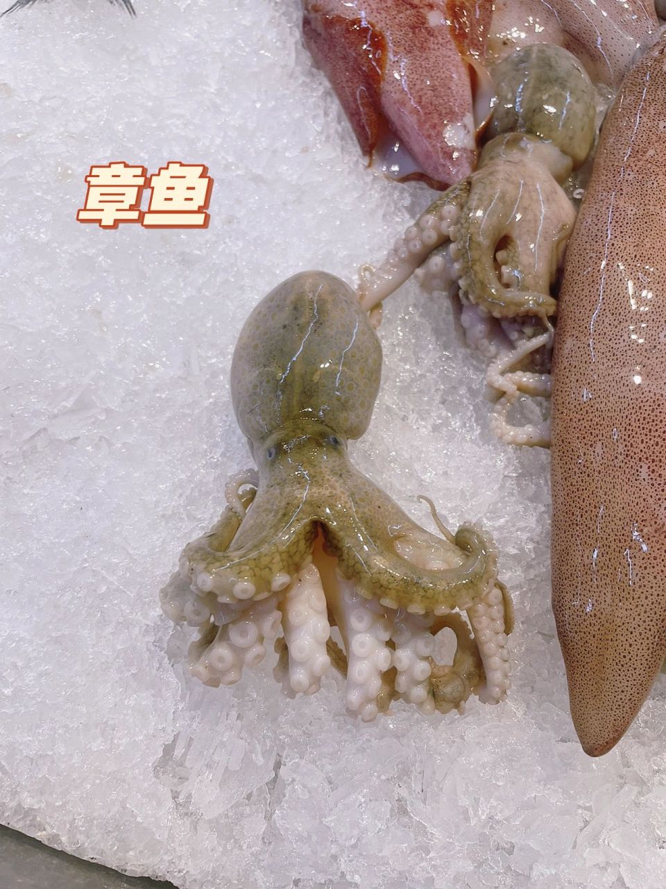 章鱼墨鱼鱿鱼乌贼八爪鱼傻傻分不清 今天逛超市,看到一堆鱼.
