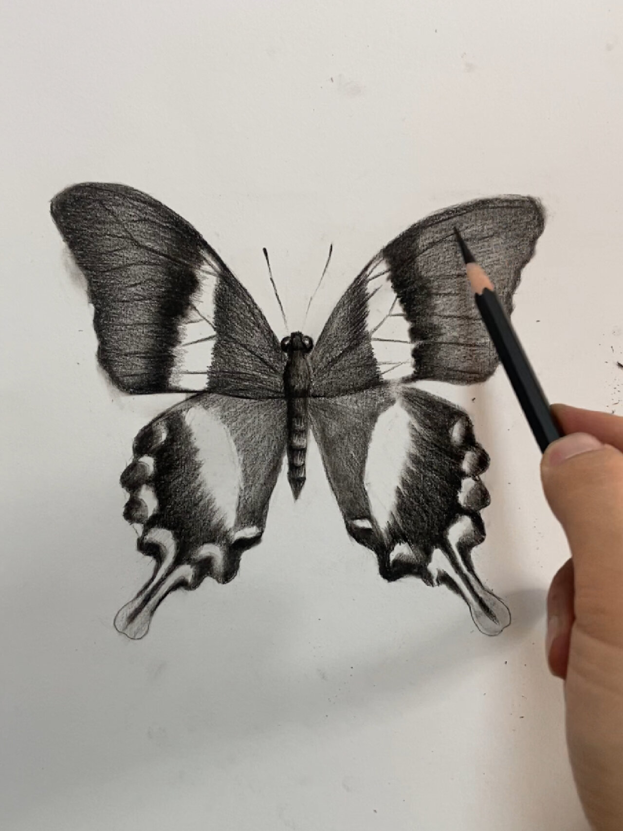 素描动物教学(蝴蝶篇)附详细过程图