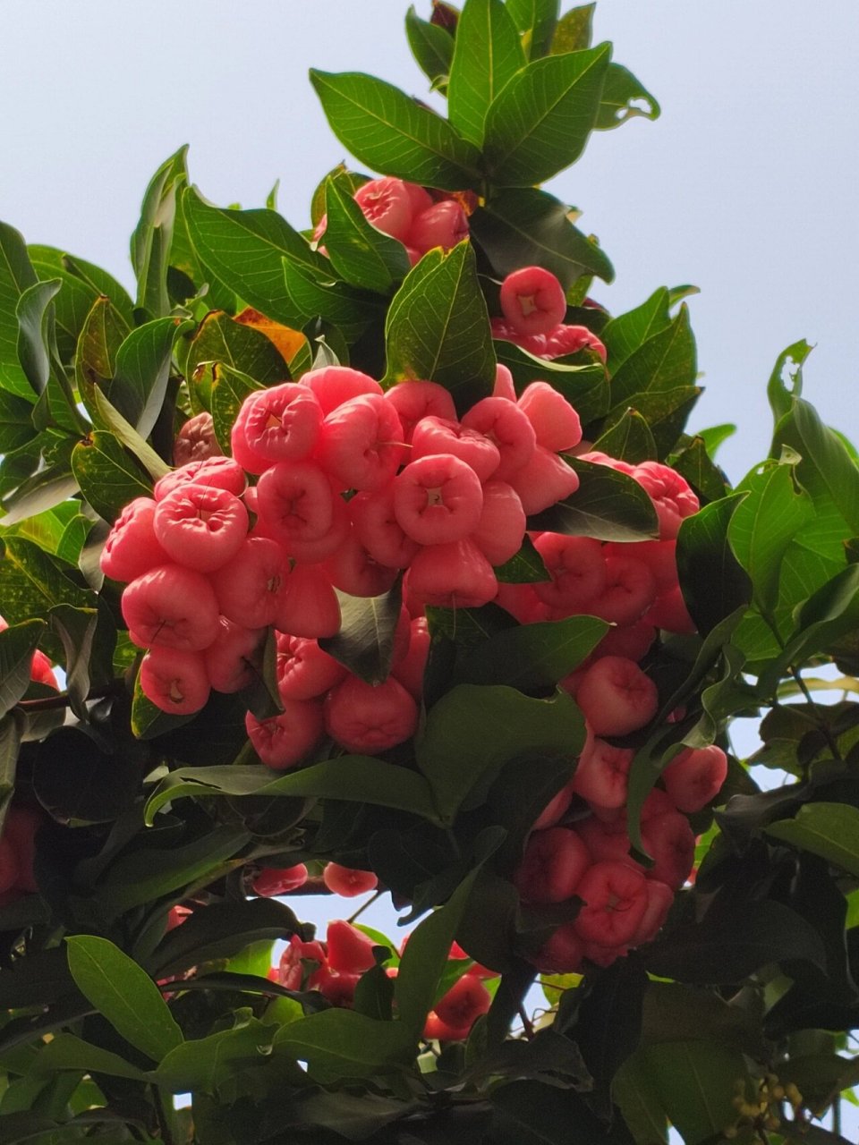 今年的雾莲又大又多! 731573157315